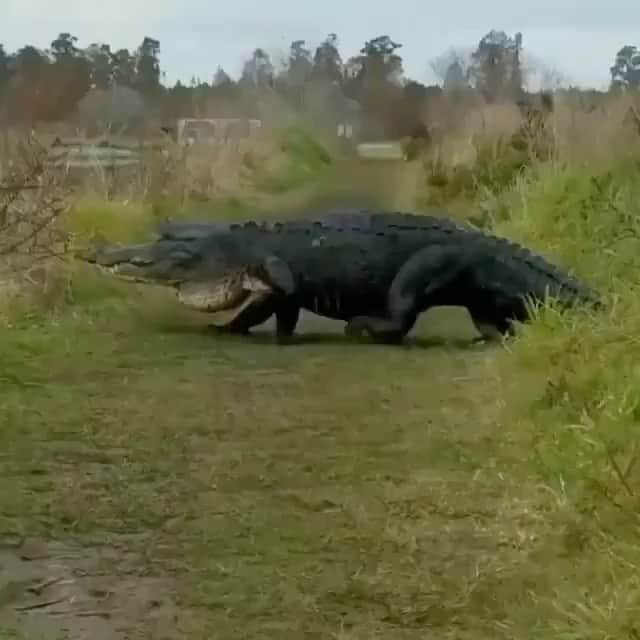 WildLifeのインスタグラム