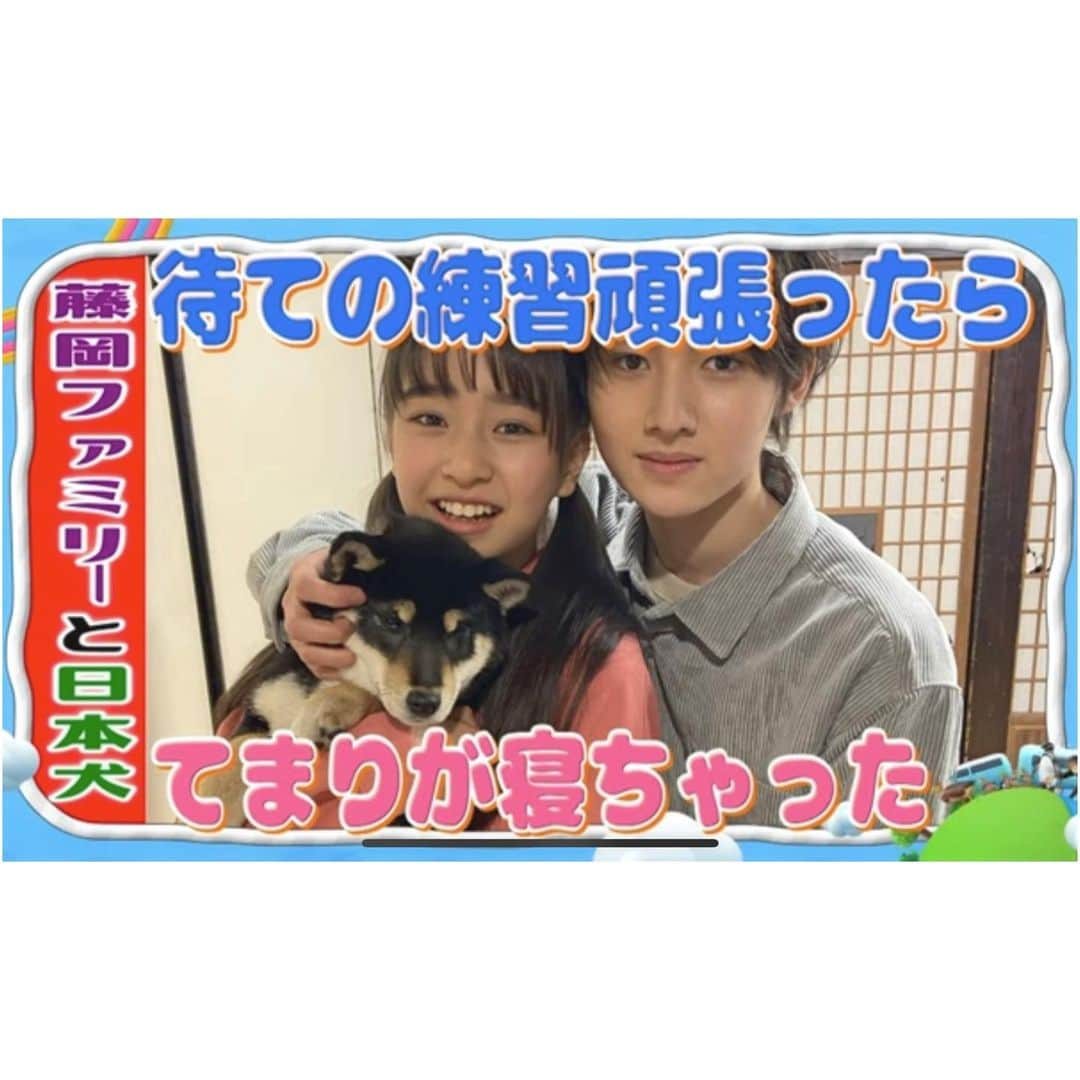 藤岡弘、さんのインスタグラム写真 - (藤岡弘、Instagram)「⭐︎⭐︎  「ILOVEみんなのどうぶつ園」 の公式YouTubeチャンネルで、  【藤岡ファミリーの日本犬レポート】  が公開されました🐕  この動画では、 天音さんや愛さんなど、一人一人が テレビでは見ることができない 日本犬たちの成長の様子を、 オフショットで お伝えしていきます😆  今回は、真威人くん&舞衣さんが撮影📹  二人とも撮影の合間にも子犬達が可愛くて離れられない様子⭐️ 子犬たちのかわいさと、舞衣さんの声にもとにかく癒されます❤️  今後も随時アップされる予定なので、 ぜひチェックしてくださいね♪  動画は、プロフィールのリンク →「ILOVEみんなのどうぶつ園」公式YouTubeチャンネル からご覧いただけます。  "ILOVE Everybody's zoo". on the official YouTube channel, [Fujioka Family's Japanese Dog Report] has been released .  This video cannot be seen on TV through reports from the Fujioka family. I will tell you about the growth of Japanese dogs.  This time,  Maito and Mai will be filmed📹  Maito teaches "Sit" and "Wait" . Mai reported on the cuteness of Shiba Inu "Temari".  The cuteness of the puppies makes me feel better.  It will be uploaded from time to time. Please check it out.  #藤岡真威人 #藤岡舞衣 #MaitoFujioka #MaiFujioka #藤岡ファミリー #Iloveみんなのどうぶつ園 #日本犬 #癒し #レポート #おすわり #待て #練習  #japanesedog #shiba #shibainu #hokkaido #akita #kishu #shikoku #kai #cute #dog #family #love」1月13日 10時24分 - hiroshi_fujioka_official