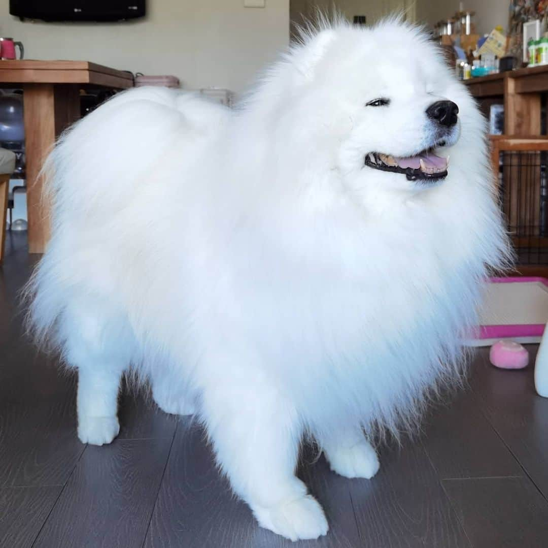 Alex Toのインスタグラム：「😜😜😜 #cute #dog #doglover #dogsofinstagram #dogoftheday #dogofthedayjp #dogstagram #fluffy #hkig #hongkong #ilovemydog #instadog #instagood #instamood #instagraphy #instapic #samoyedoninstagram #pet #petlovers #petsofinstagram #petstagram #photooftheday #puppy #pupsofinstagram #samoyed #samoyedsofinstagram #webstagram #犬 #サモエド」