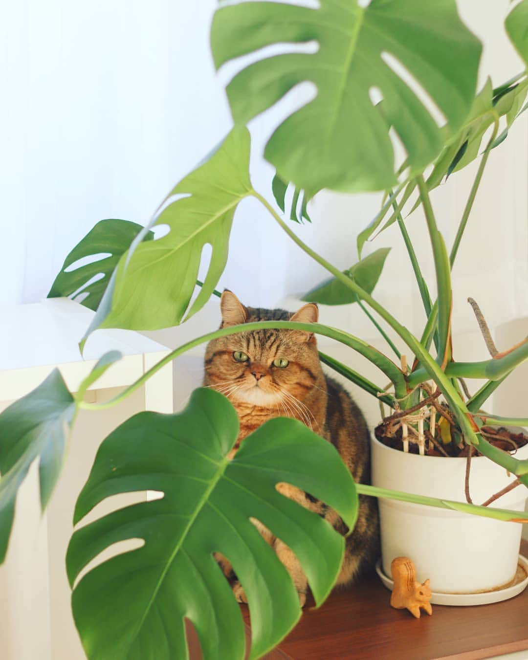 寅次郎（とらちゃん）さんのインスタグラム写真 - (寅次郎（とらちゃん）Instagram)「☆ It's almost as if fairies are living here🐈🌿🌿 . グリーン🌿の妖精😹 . . #cat #instagramjapan #cute #にゃんだふるらいふ #無敵の親バカ同盟#にゃんすたぐらむ#ペコねこ部 #ねこ #猫 #猫のいる暮らし #igersjp #meow #gato #ふわもこ部 #エキゾチックショートヘア #貓 #catsofinstagram #ねこ #猫とくらす #猫とインテリア #モンステラ #monsterasclub」1月13日 11時01分 - torachanthecat