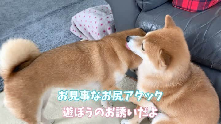 豆柴 サニーちゃんのインスタグラム