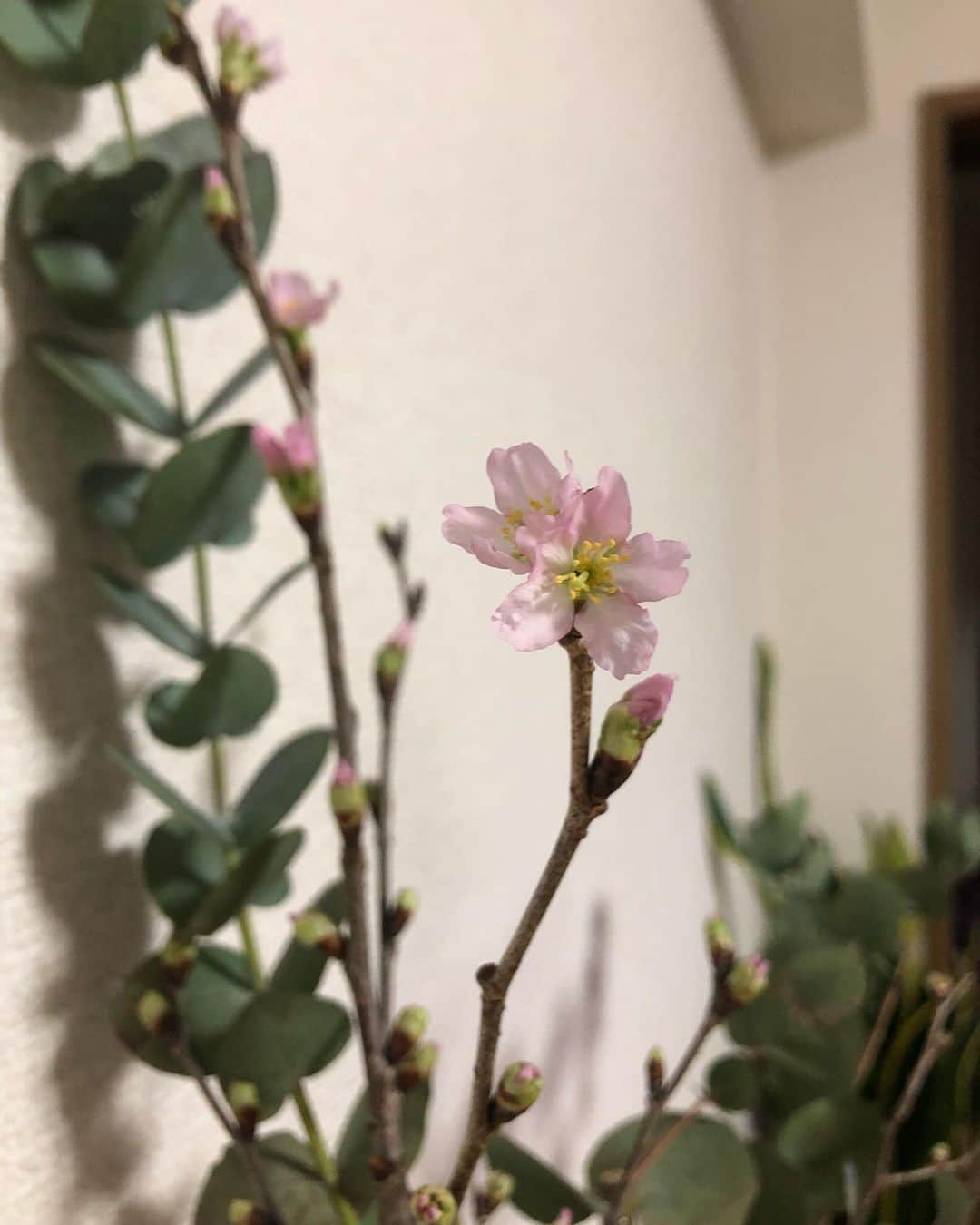 山下由奈さんのインスタグラム写真 - (山下由奈Instagram)「とてもとても遅いですが、 あけましておめでとうございます。 今年も宜しくお願いします☺️✨  少し早いですが、昨日帰宅して見てみてるとなんと桜が咲いてました🌸一気に疲れが吹き飛びました🤣✨ こんなに寒いのに凄いな🌸🧐 わたしもがんばろ！！！！😤笑  暖かくしてお過ごしください☺️  #2021 #桜 #🌸」1月13日 11時06分 - yamashitayuna