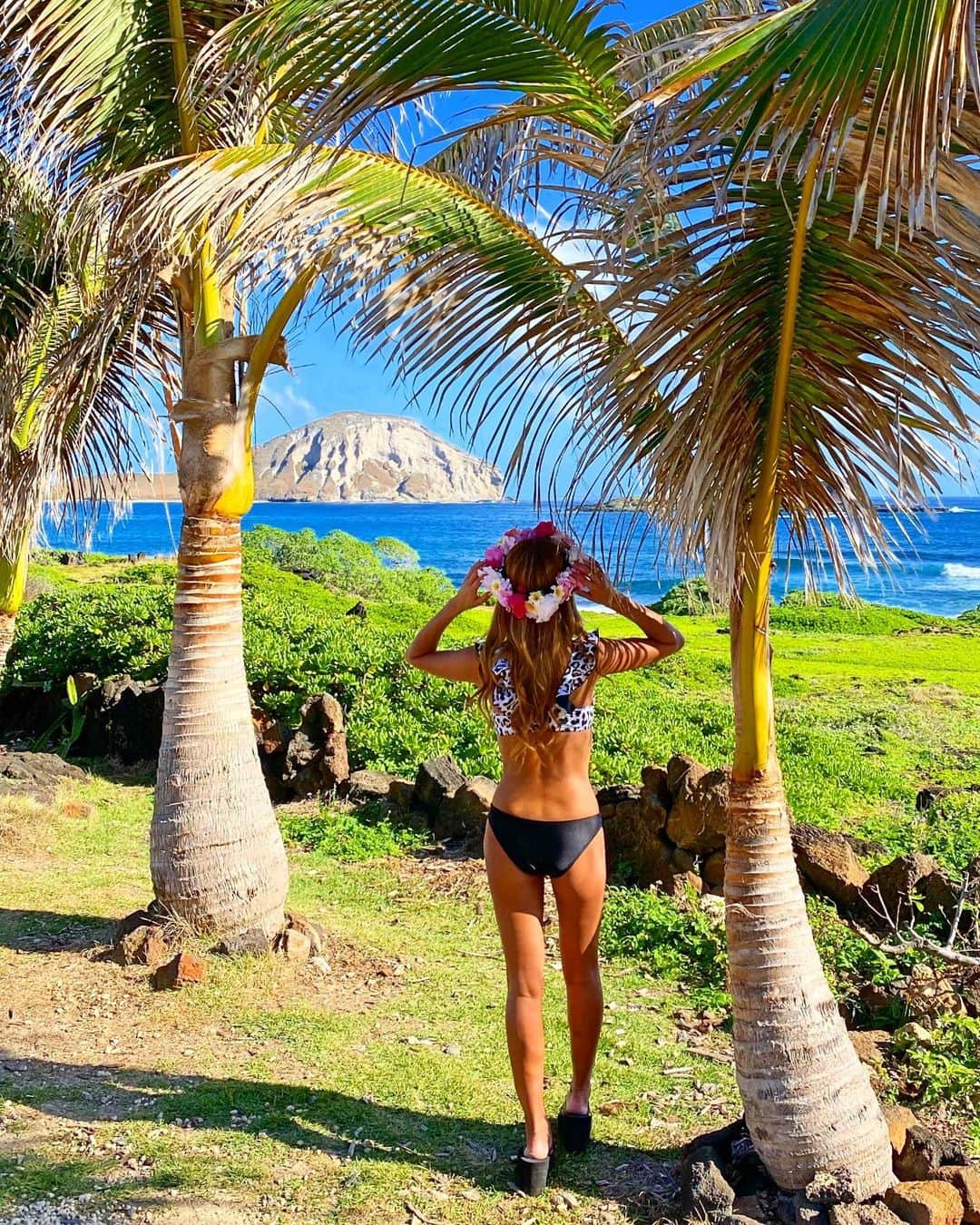 shihoのインスタグラム：「💚💙🌴💙💚 ・ 真っ青なHawaiiの綺麗な海に 夢中になっているんだけど、 手前には少し変わった ずんぐりむっくりの可愛いヤシの木が♡ ・ 世界にヤシの木の種類は約3000種類。 いろんな姿形のヤシの木があって ヤシの木好きとしては見てるだけで テンション上がっちゃーう😎💚 ・ #hawaii#islandofoahu#oahu#ハワイ#trip #オアフ島#travel#loco_hawaii#travel_jp #funtorip#タビジョ#旅MUSE#genic_travel #genic_mag#たびねす#旅行#genic_hawaii #palmtrees#tabijyo_beach#oahuhawaii #tabijyomap_hawaii#lealeahawaii#2021」