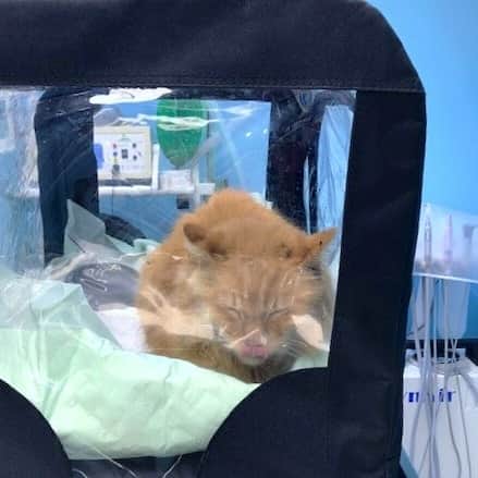 Homer Le Miaou & Nugget La Nugのインスタグラム：「Homer is home and he is ok.🙆🏻‍♀️ Yesterday i woke up and he was breathing weirdly, kinda fast and loud. So i called the vet and she told me to take him to her so he could go in an oxygen box. They kept him on it for 8 hours and he had x-rays of his inside. It was the beginning of a pulmonary edema. When checking his x-rays, the vet also noticed that his heart was very large. Like much larger than it should be.😯  So he had a shot of diuretics and a pill to take everyday. She told me the edema could go away or come back in the night so i had to watch him all night but he didn't had an other episod ans he seems ok now. So that is good. I was so scared!!!🙇🏻‍♀️ On the other hand, his heart being so big is not normal. The vet said it is because he has a cardiac disease but she can't know what it is just like that... So he's going to need a cardiac echography and an other exam to check his heart pressure. I'm waiting for the quote from the vet but it doesn't sound cheap so be prepared for me to ask for donations like very soon.😓  Sorry in advance but, again, the pandemic took my job and savings and after his previous exams just last month i'm still very broke. But maybe it will be very cheap so no need... We'll see! Anyway, Thank you already and so much for the good vibes and love yesterday, you know it always helps him and me! You all rock!!!😻」