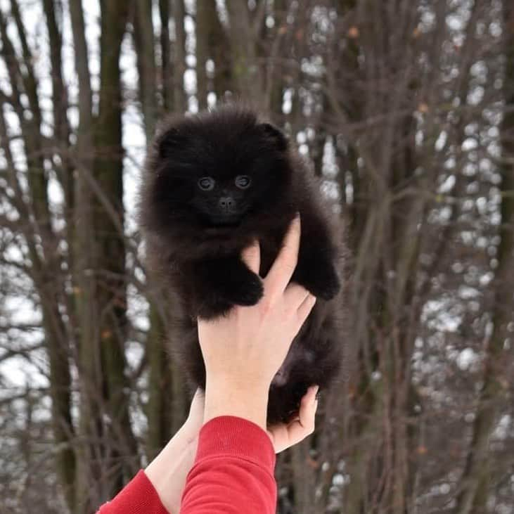 Puppy For Sale.さんのインスタグラム写真 - (Puppy For Sale.Instagram)「Очень красивая девочка померанского шпица чёрного окраса😊👍 ⠀ Супер пушистая, с кукольной мордашкой, толстолапая. Маленький уголёк, в поисках нового дома🎄🎁 ⠀ ⠀ _ ⠀ Следите за нашими обновлениями и подписывайтесь👇 @artsimpatiya ⠀ Больше информации, фото и видео: Директ, на личном сайте питомника Арт Симпатия: www.artsimpatiya.ru ⠀ #шпиц #puppypomerian #chiotpoméranien #puppypom #puppypomeranian #pomeranianparis #pomeranianpup #pomeranianpuppy #pomeranianpuppies #pomeranianfrance #pomeranianspitz #pomeranianpage #pomeraniandogs #pomeranianlovers #teacuppuppies #teacup #teacups #pomerania #spitztagram #spitzlovers #spitzpomeranian #spitzdog #spitzpuppy #померанскийшпиц #щенокпомеранскогошпица #шпицщенок #blackpom #blackpomeranian #blackpomeranians」1月13日 2時55分 - artsimpatiya