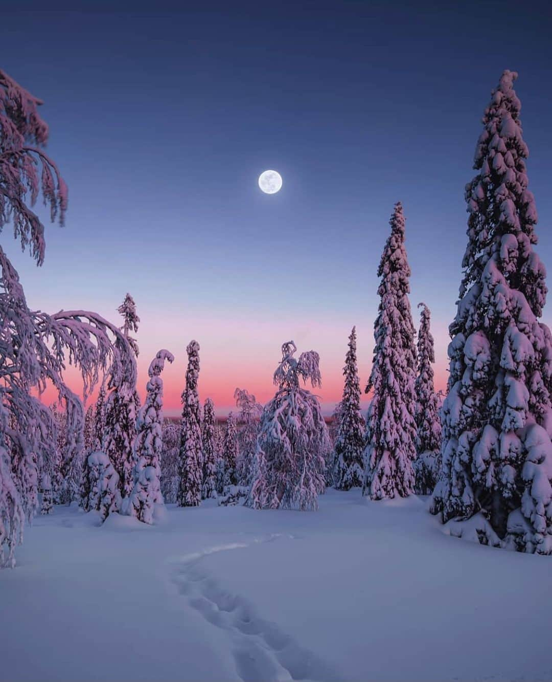 Earth Picsさんのインスタグラム写真 - (Earth PicsInstagram)「Winter evenings at Riisitunturi National Park (Riisitunturin kansallispuisto) 🌲❄️ by @mikko_pekkala」1月13日 3時02分 - earthpix