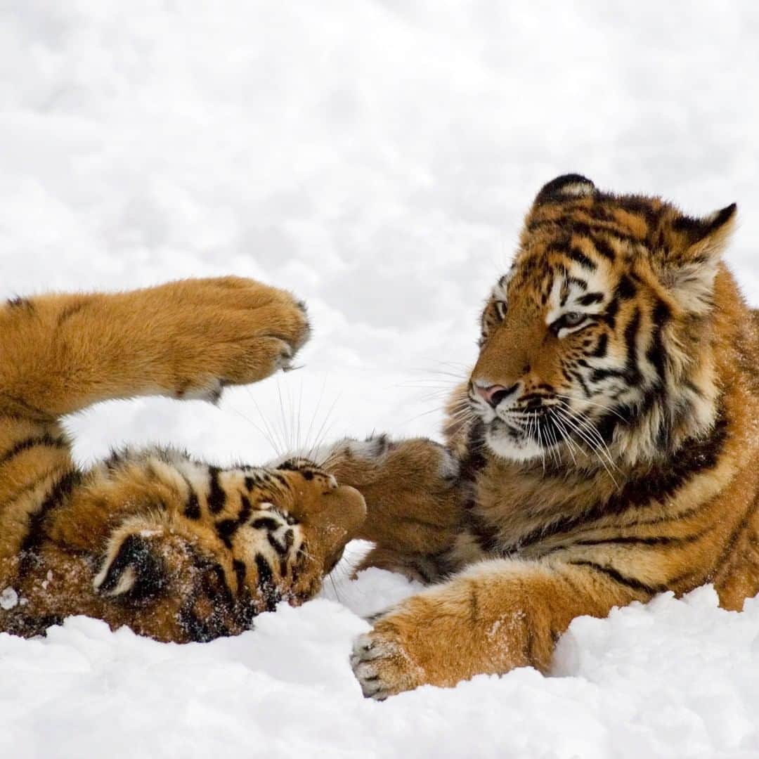 Discoveryさんのインスタグラム写真 - (DiscoveryInstagram)「Young Siberian tigers play in the snow.  Photo: Christian Heinrich  #tigertuesday #snowday #winter #bigcatsofinstagram #catlife #tigers」1月13日 3時15分 - discovery