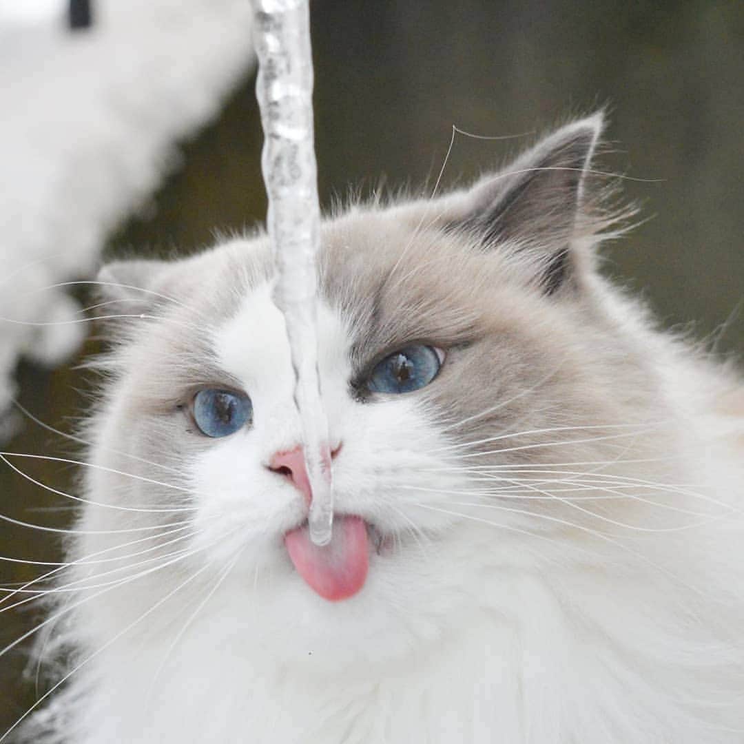 Princess Auroraさんのインスタグラム写真 - (Princess AuroraInstagram)「Who doesn't love icicles? 👅  #tacotonguetuesday #tongueouttuesday」1月13日 3時29分 - aurorapurr