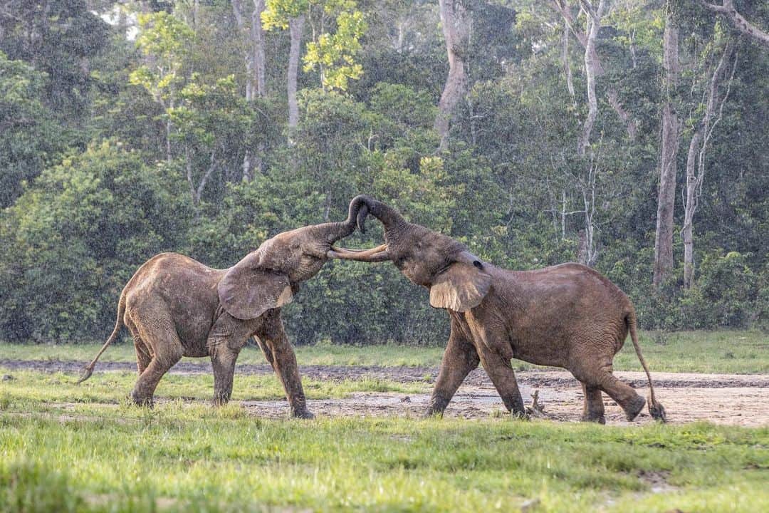 thephotosocietyさんのインスタグラム写真 - (thephotosocietyInstagram)「Photos by @thomas.nicolon // Forest elephants are highly threatened by poaching and habitat loss. In the Central African Republic, Dzanga-Sangha is one of the last safe haven for these amazing animals. At the heart of this unstable country, the reserve's authorities are keeping poachers, miners and loggers out of the protected area. But for how long? Forest elephants are not as well known as their savannah  cousins, and they're in sharp decline all over Central Africa. Follow me @thomas.nicolon for more images and stories about conservation in tropical rainforests. @thephotosociety @natgeo #elephants #poaching #centralafrica」1月13日 3時41分 - thephotosociety