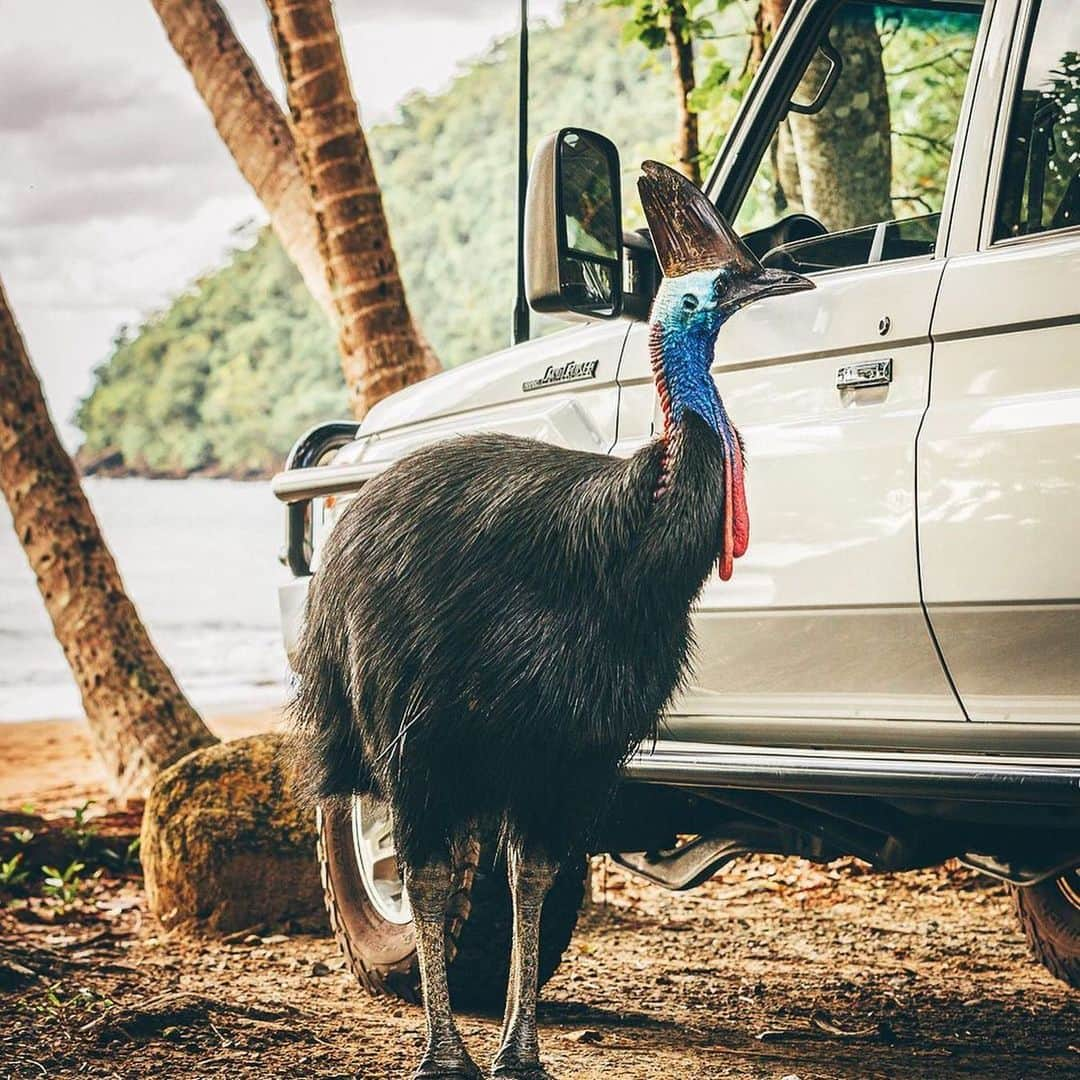 Australiaさんのインスタグラム写真 - (AustraliaInstagram)「When you shotgun the front seat but your mate beats you to it…. 😠😂 Meet the southern #cassowary, AKA the world's third-largest bird! @fourwhoexplore captured these rare shots of this fascinating species at @tropicalnorthqueensland's #EttyBay, a stunning part of @Queensland where you've got a pretty good chance of seeing one of these elusive creatures. While these prehistoric birds are striking in looks (and clearly rather large!) they're not the easiest to spot in the wild, so be sure to get up bright and early for your best chances. TIP: If you're lucky enough to come across a cassowary, please ensure you keep your distance, they're known for being quite protective of their personal space. #seeaustralia #tropicalnorthqueensland #exploretnq #holidayherethisyear」1月13日 4時02分 - australia