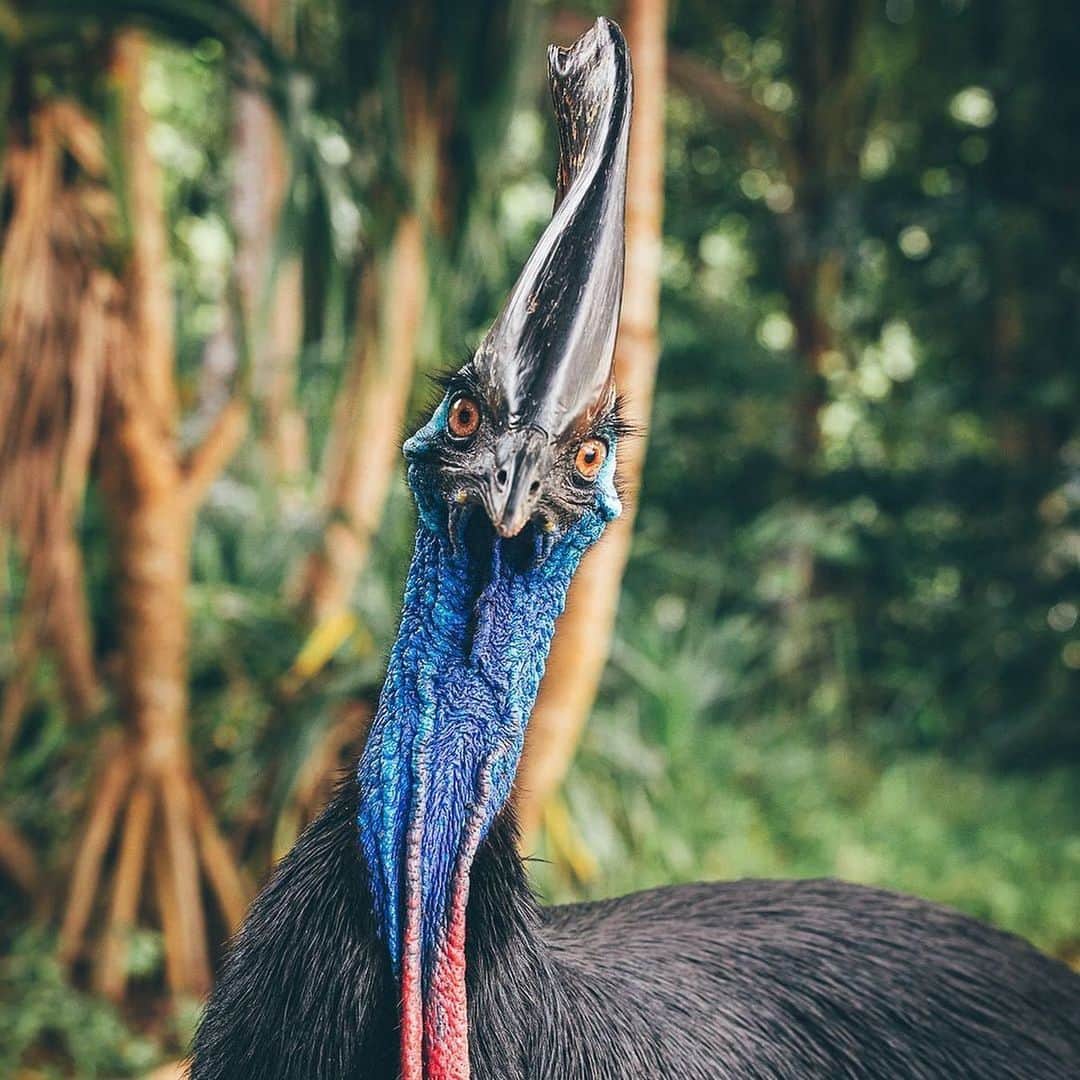 Australiaさんのインスタグラム写真 - (AustraliaInstagram)「When you shotgun the front seat but your mate beats you to it…. 😠😂 Meet the southern #cassowary, AKA the world's third-largest bird! @fourwhoexplore captured these rare shots of this fascinating species at @tropicalnorthqueensland's #EttyBay, a stunning part of @Queensland where you've got a pretty good chance of seeing one of these elusive creatures. While these prehistoric birds are striking in looks (and clearly rather large!) they're not the easiest to spot in the wild, so be sure to get up bright and early for your best chances. TIP: If you're lucky enough to come across a cassowary, please ensure you keep your distance, they're known for being quite protective of their personal space. #seeaustralia #tropicalnorthqueensland #exploretnq #holidayherethisyear」1月13日 4時02分 - australia