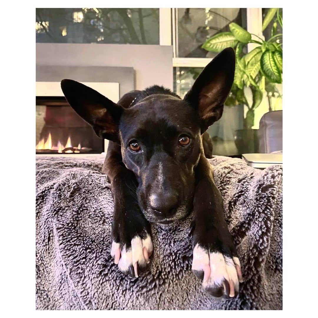 シャンテル・ヴァンサンテンのインスタグラム：「Ears looking at you kid... #YodaAintGotNothinOnMe」