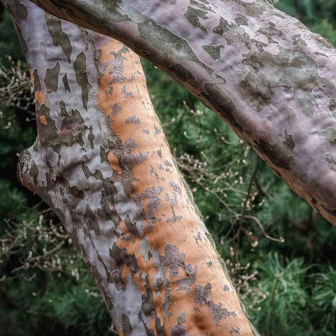 ニューヨーク植物園さんのインスタグラム写真 - (ニューヨーク植物園Instagram)「Winter is all about looking closely, and tree bark is the perfect place to start. 🌲 . During your visits to the Garden, take the time to appreciate the unique colors, shapes, and textures that pop on the trunks and branches of our thousands of trees, from those of lacebark pine to Japanese stewartia, paperbark maple, and the much-loved Tanyosho pine. . What's your favorite tree to spot during the colder months? 🔍 . #Pinus bungeana #Stewartia pseudocamellia #Acer griseum #Pinus densiflora 'Umbraculifera' . #plantlove #AllInNYC」1月13日 5時01分 - nybg