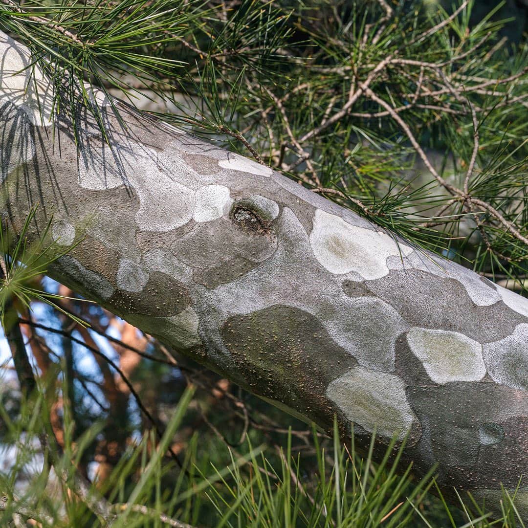 ニューヨーク植物園のインスタグラム