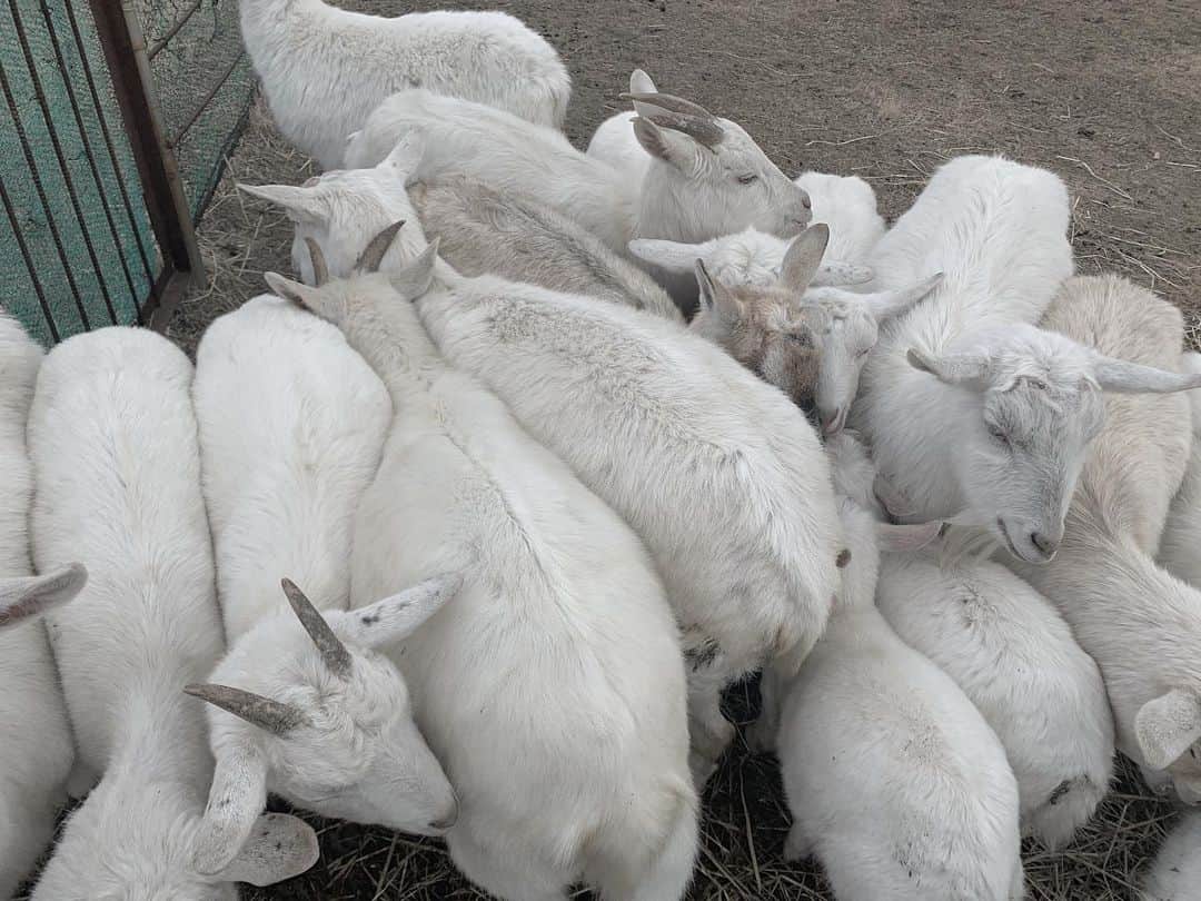齊藤美絵さんのインスタグラム写真 - (齊藤美絵Instagram)「寒い日はこうやって 温め合うのが善い。  彼らにウールのセーターをプレゼントしたくなりました🎁  今日は山羊座新月。  #山羊　#だんをとる #goats  #ギュウギュウ　#ツタエルヒト。」1月13日 5時05分 - saitomie