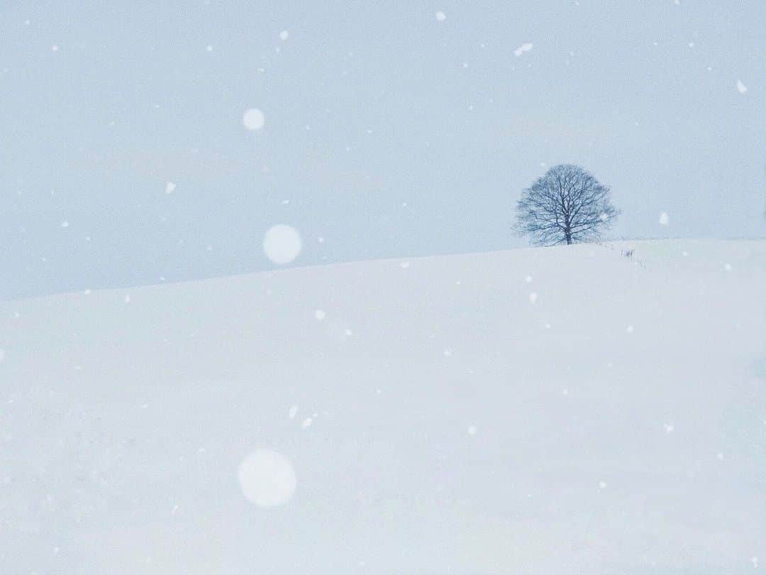 のインスタグラム：「おはよう  ﻿ ﻿ ﻿ ﻿ ﻿ ﻿ ﻿ ﻿ ﻿ ﻿ ﻿ ﻿ ﻿ ﻿ ﻿ ﻿ #xt3 ﻿ #fujifilm_xseries ﻿ #instagramjapan #ig_japan_  #ifyouleave #vscocam #still_life_mood #reco_ig #nature_brilliance #ig_eternity #heart_imprint  #infinity_softly ﻿ #daily_photo_jpn #photogram_archive #moody_photograph #moody_grams #ig_phos #phos_japan #as_archive  #into_the_screen ﻿ #landscapephotography #hokkaido #tree_brilliance #北海道」