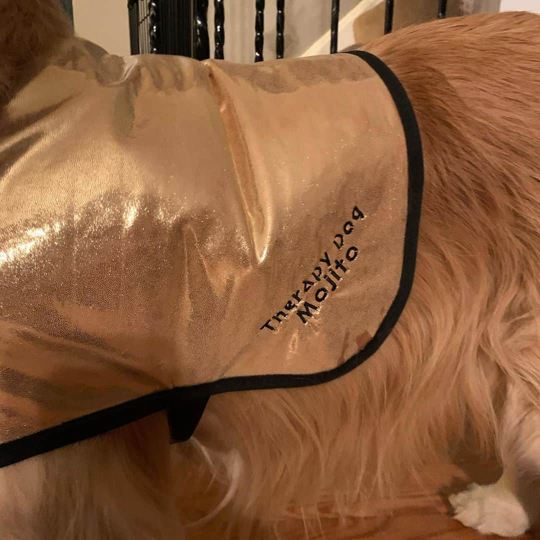 モヒートさんのインスタグラム写真 - (モヒートInstagram)「Mom ordered me a new sparkly therapy vest and it arrived today ✨ I love it!! I can’t wait until it’s safe to do visits again. I miss all my friends at school, care facilities and memory care 💜 #allianceoftherapydogs #therapydog #therapydogsofinstagram #gooddog #goldenretriever #goldenretrieversofinstagram #dog #dogsofinstagram #sugarface #cute #smile #dogmom」1月13日 11時40分 - mojito_rose_family