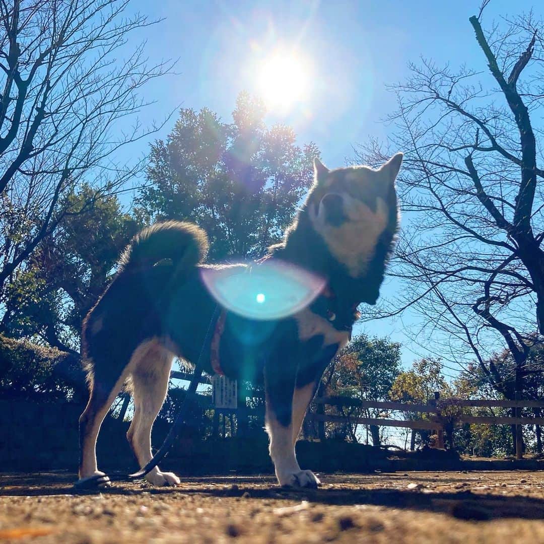 vo_coのインスタグラム：「🐾 おむすび🍙ころりん こたつさん公園の傾斜のある道で急にお仕事するからさ 💩が2mくらい綺麗に転がり落ちていったよね 童話のおむすびころりんを思い出したわ😂 ＊#shibastagram #instashiba #shiba #shibainu #黒柴 #柴犬」