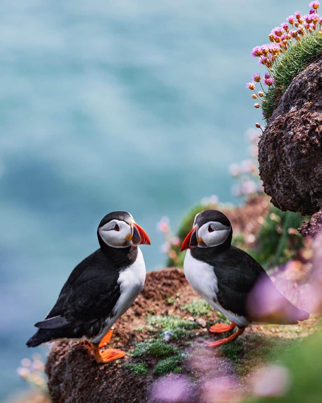 リリー＝ローズ・メロディのインスタグラム：「Saltee Islands // Have you ever been to Ireland?! Can’t wait to be back to photograph those cuties when it will be the right time to travel again! Make sure to check the Instagram guide about Ireland I’ve put together when you’ll be planning your next trip and don’t hesitate if you have any questions! I’ll be happy to answer 💛 #LongingForIreland @tourismireland」