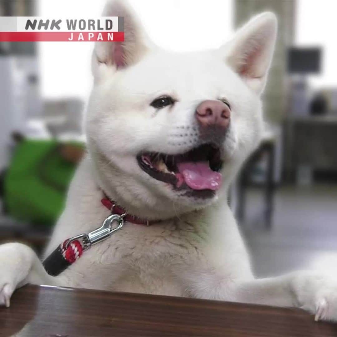 のインスタグラム：「🐕This is Yuki-chan from Odate. She's an Akita Inu. The same breed as the famous Hachiko who waited nearly 10 years at Shibuya Station for the return of his deceased owner. Once close to disappearing, the Akita breed is now in demand worldwide.🐾 . 👉 Learn more about these beautiful dogs and where they come from｜Watch｜Journeys in Japan - Odate: The Land of the Akita Inu｜Free On Demand｜NHK WORLD-JAPAN website.👀 . 👉Tap the link in our bio for more on the latest from Japan. . . #akitainu #akitadog #akitapuppy #Odate #Akita #japanesedog #akitalove #kiritanpo #magewappa #higanbana #mansbestfriend #dogs #dogsrule #🐕 #🐾 #cooljapan #JourneysInJapan #japan #nhk #nhkworldjapan #nhkworld」