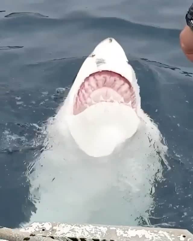 WildLifeのインスタグラム：「@discoversharks 🦈curious female shark showing off swimming on her back! Footage by @wendy_b_l_  Via @calypsostarcharters」