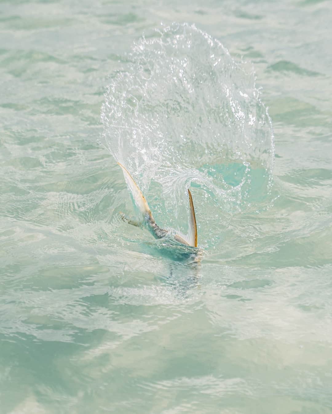 Costa Sunglassesのインスタグラム：「Fork-tailed devil in the fight. 📷: @ngkelley #SeeWhatsOutThere #BornOnTheWater」