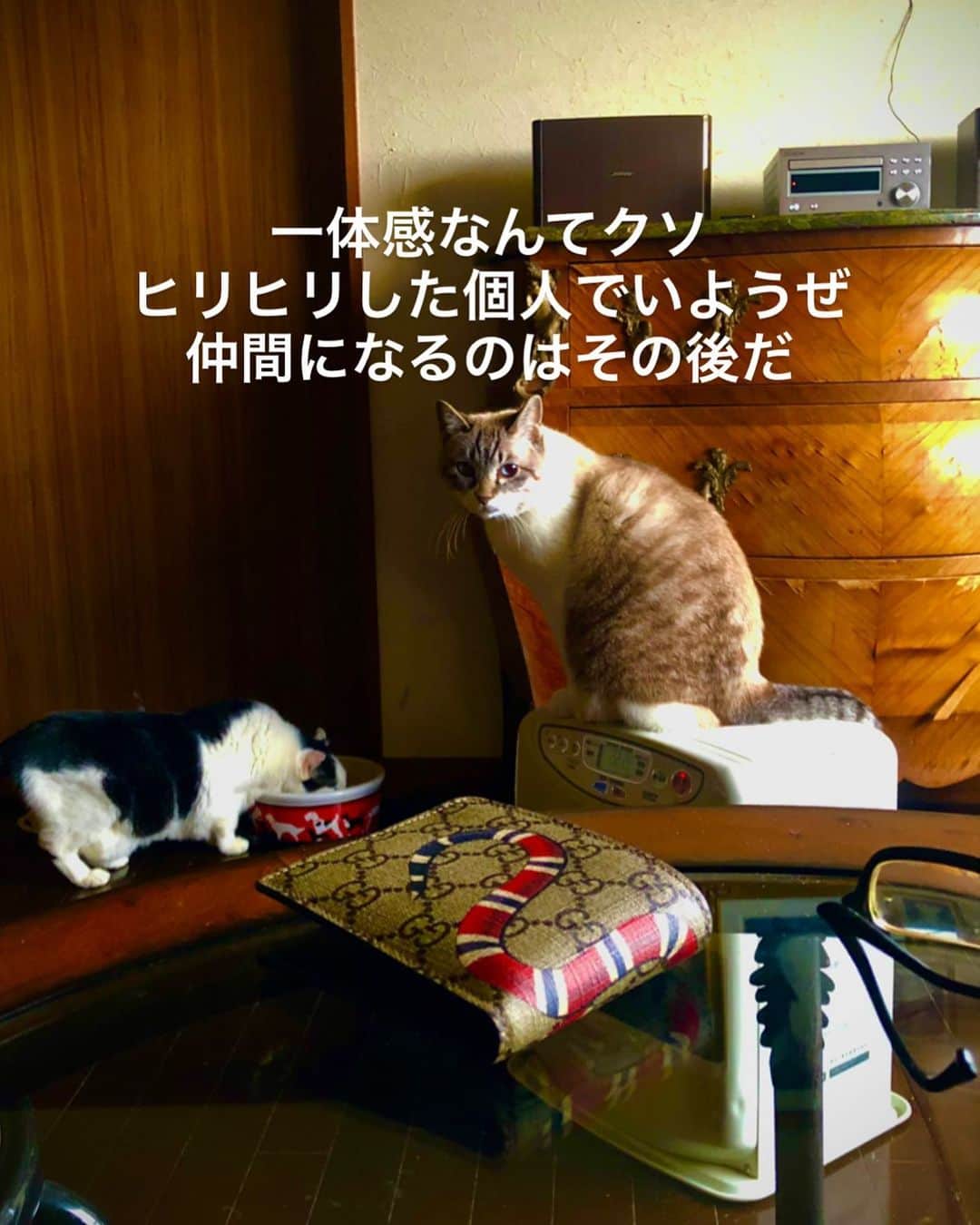 町田康さんのインスタグラム写真 - (町田康Instagram)1月13日 7時42分 - inunekosonota