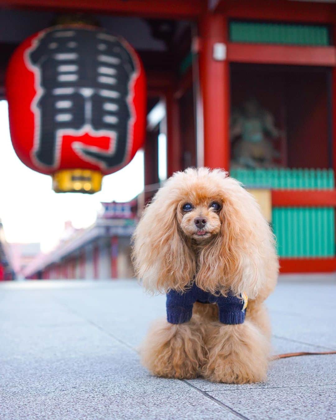 Toypoodle Mikuru?Asakusa Tokyoのインスタグラム：「20210113 Wednesday. Good morning ! Friends 💖  今日も元気に朝活肉活😆  ❶ 雷門で舌👅チラッ ❷ ペコママに肉活動画 ❸ メイサちゃんに肉活動画 ❹ 帰宅も軽快だよ動画  今朝は道路も凍結しているくらい寒かったです❄️ みきゅるんの肉球も冷た〜い😨 帰ってきて、肉球マッサージですよ🥰  #浅草寺 #雷門 #朝活 #肉活  ※帰りの足取りが軽いのは、オニクご飯が待ってるからです😂」