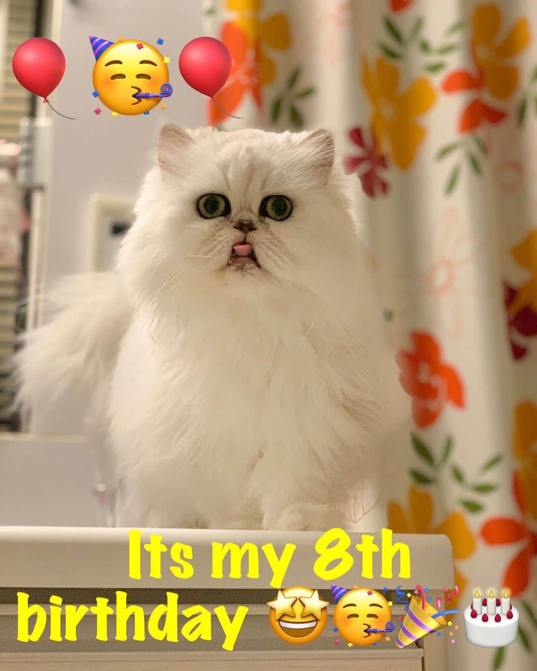 のインスタグラム：「Happy birthday to this little floofy monster Ai ❤️ . You may not be the sweetest 😆😅 but We love you very much and still our super little cutie patotie 😘😘😘 ➡️🔈   #cat #catstagram #silverchinchilla #persiancat #weeklyfluff #neko #cats_of_instagram」