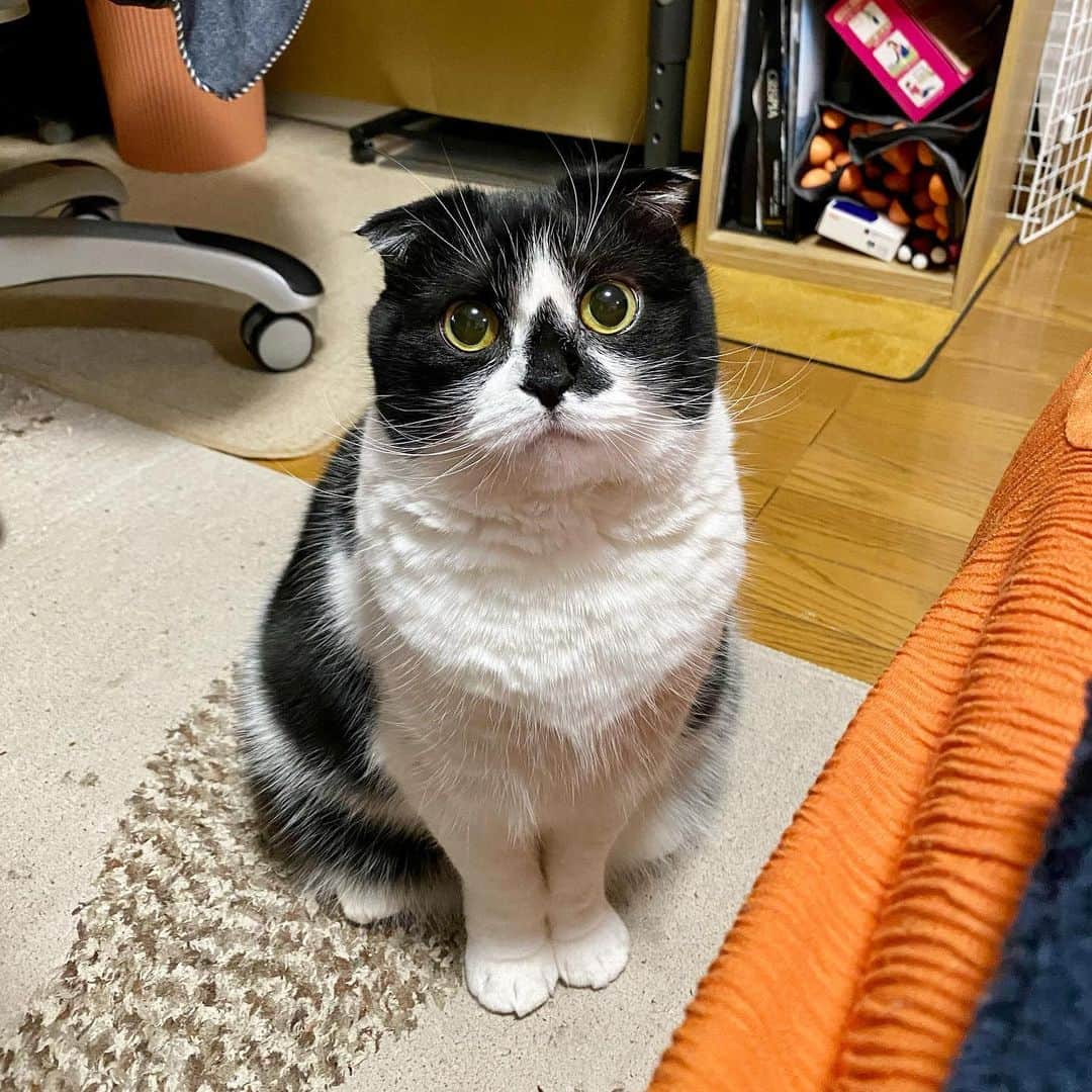 tiaichimaのインスタグラム：「Good morning!! ☀️おはムーギー‼︎  胸毛がほわっほわ。  #牛柄組鼻まわり汚れ隊 #ムチムチッコ #ムーギー#MuuGieeboy#cat#neko#ねこ#neko#ネコ#スコティッシュフォールド#ScottishFold#まんじゅう部」