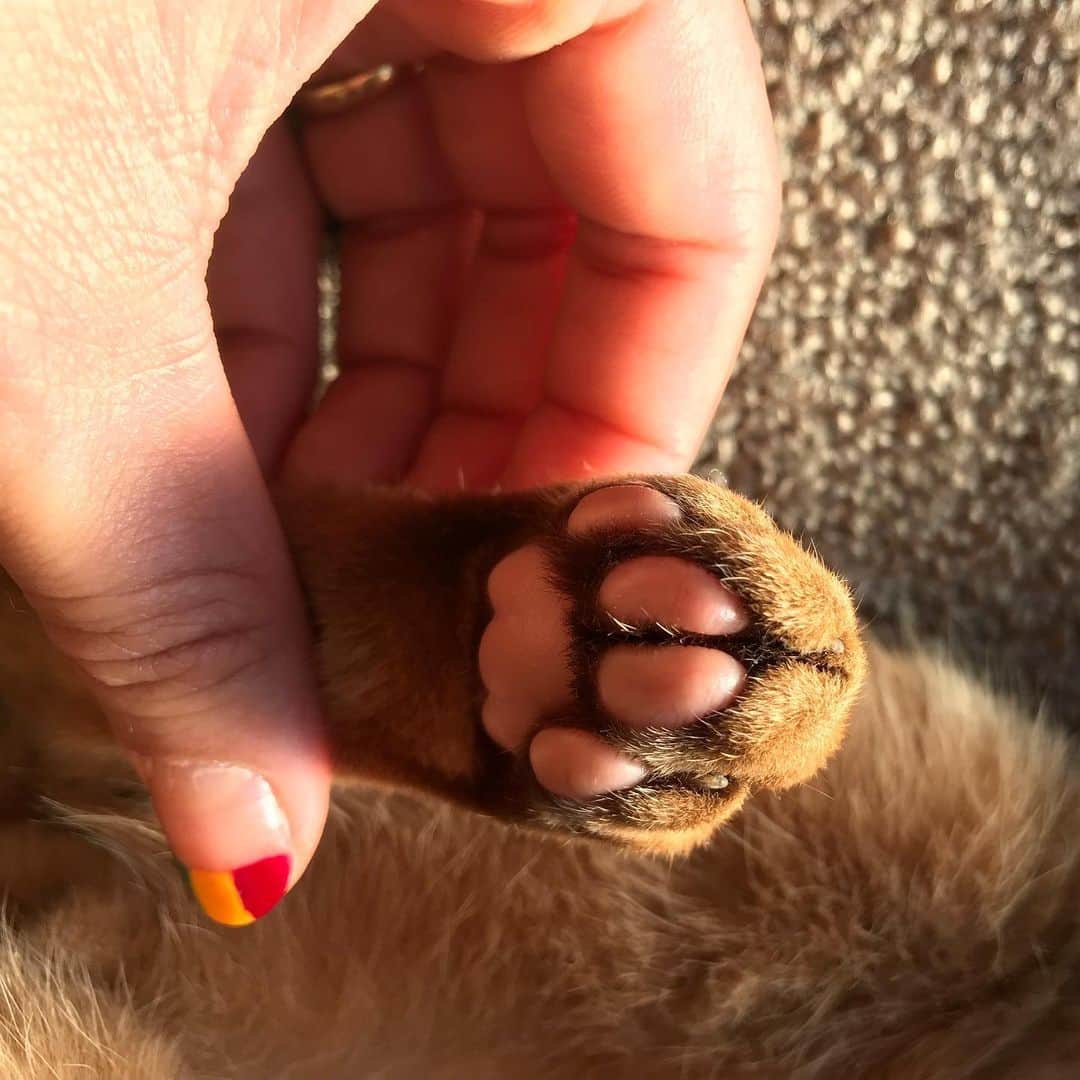 ティファニー・キャデラックのインスタグラム：「🐱 My ultimate goal: Live life like a cat with a idgaf attitude 🐾  @iamjahziah」