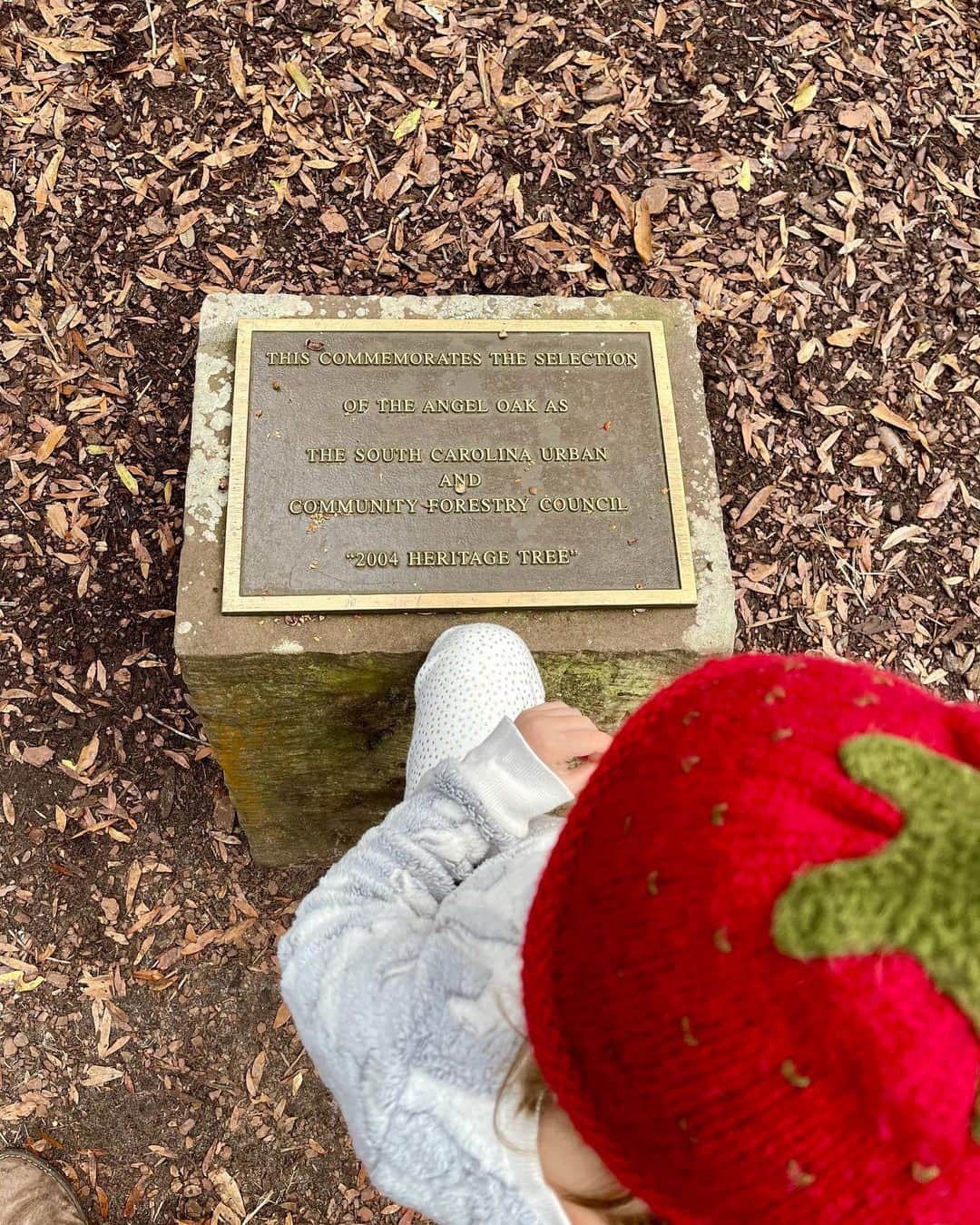 エミリー・デ・レイヴィンさんのインスタグラム写真 - (エミリー・デ・レイヴィンInstagram)「We visited The Magic Faraway Tree! Well we pretended it was 😉. This is The Angel Oak in SC & she is absolutely HUGE! And every part of her is just beautiful & tells so many stories in her old age. We gently touched her bark & made wishes together, & just explored the incredible details of such an ancient tree. 400-500 yrs old they say... or 1500 yrs old, also “they” say... so not sure how old, but very!❤️🌳❤️ (We’ve been listening to the incredible Kate Winslet read The Magic Faraway Tree by also incredible Enid Blyton- a childhood favorite of mine & Vera is loving it too 🥰)  * Theo slept the entire time 🤪.   #rvlife #kidlife #mumlife #momlife #lifeontheroad #angeloaktree」1月13日 8時49分 - emiliede_ravin