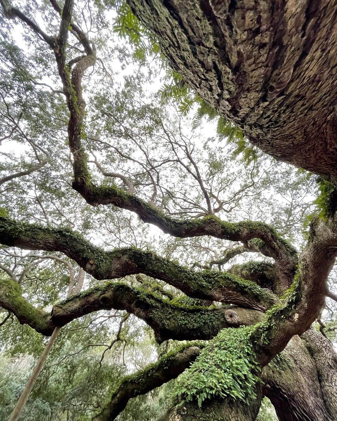 エミリー・デ・レイヴィンさんのインスタグラム写真 - (エミリー・デ・レイヴィンInstagram)「We visited The Magic Faraway Tree! Well we pretended it was 😉. This is The Angel Oak in SC & she is absolutely HUGE! And every part of her is just beautiful & tells so many stories in her old age. We gently touched her bark & made wishes together, & just explored the incredible details of such an ancient tree. 400-500 yrs old they say... or 1500 yrs old, also “they” say... so not sure how old, but very!❤️🌳❤️ (We’ve been listening to the incredible Kate Winslet read The Magic Faraway Tree by also incredible Enid Blyton- a childhood favorite of mine & Vera is loving it too 🥰)  * Theo slept the entire time 🤪.   #rvlife #kidlife #mumlife #momlife #lifeontheroad #angeloaktree」1月13日 8時49分 - emiliede_ravin
