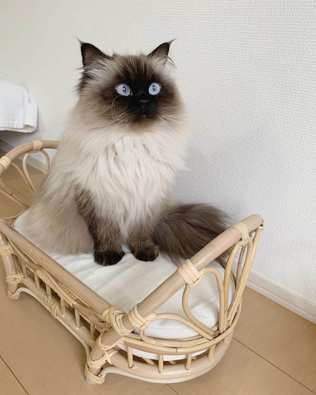 のインスタグラム：「数年ぶりにベッドを新調しました🛏✨  プリュムものすごく気に入ったみたい🥺👍💘  ベッド🛏 @bcbasics  . . . . #プリュムのいる生活 #猫のいる暮らし  #ヒマラヤン  #赤ちゃんと猫  #もふもふ#ヒマラニャンズ  #猫  #ねこ  #ペコねこ部#お昼寝#おやすみなさい#おはよう #ベッド#子供部屋#インテリア#ラタン　#goodmorning#goodnight#naptime#bedroom #fluffy#癒し#🐈 #고양이  #ilovecats  #himalayancat  #catsofinstagram #catloversclub  #bestmeow#weeklyfluff」