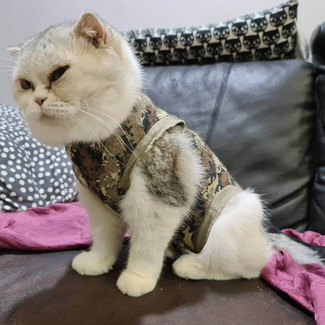 Som Siriのインスタグラム：「#cougarteamonlyyui is on duty 🙌  ภารกิจสู้ลมหนาว คูสบายมากค่ะ 🥰 ทุกคนรักษาสุขภาพนะคะ   #ทาสแมว #scottishfold #catsofinstagram」