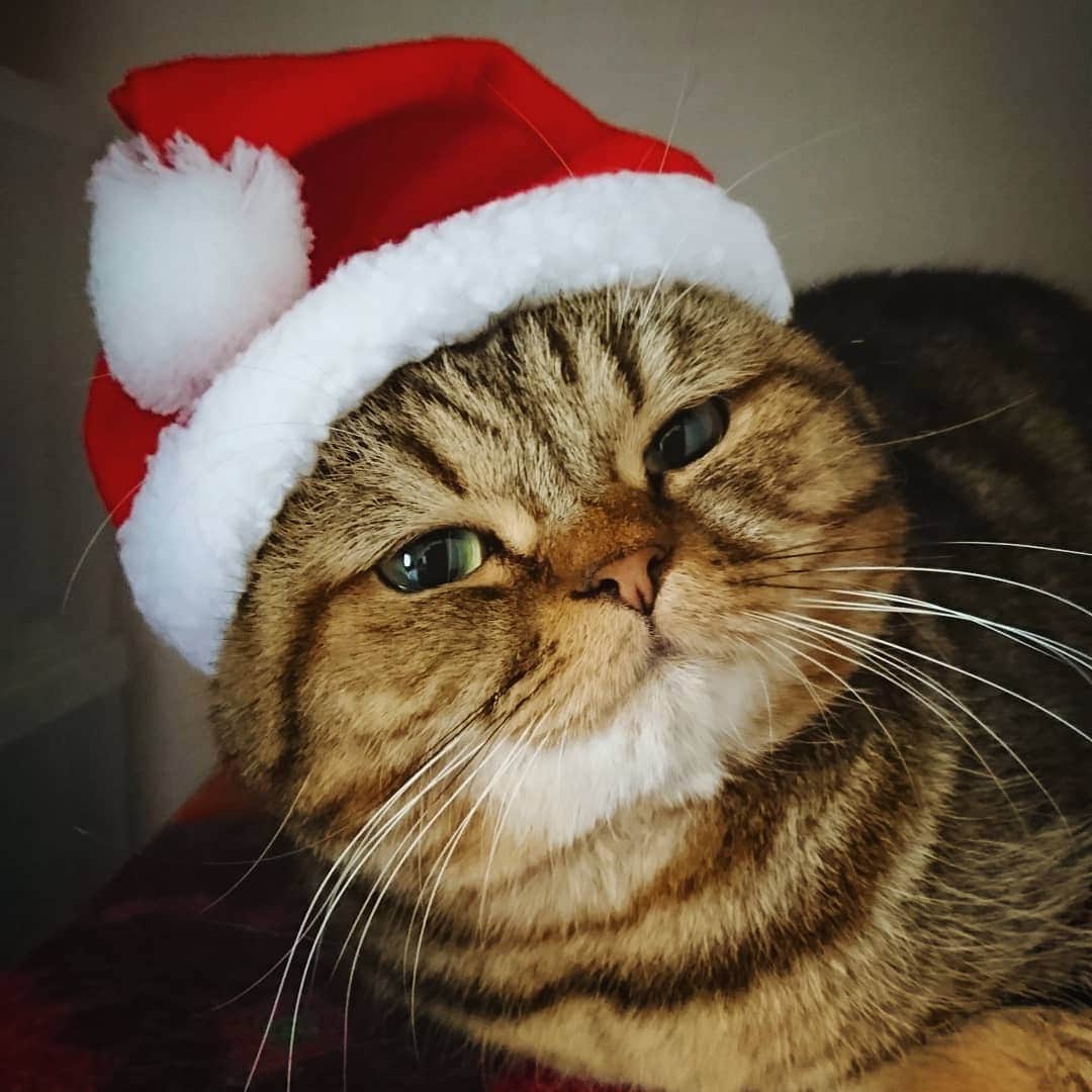寅次郎（とらちゃん）さんのインスタグラム写真 - (寅次郎（とらちゃん）Instagram)「☆ 昔の写真を探していて見つけたチビ寅サンタ🎅 . 帽子だけちゃんと被ってるのが可愛い😆 . . #今年は全然クリスマスらしい写真撮れてない . #cat #cute #meow #貓 #ねこ #エキゾチックショートヘア #無敵の親バカ同盟 #猫のいる暮らし #にゃんすたぐらむ #ペコねこ部 #ねことの暮らし #🎅🏻 #クリスマス #冬のだいすきフォトコンテスト」12月20日 18時57分 - torachanthecat