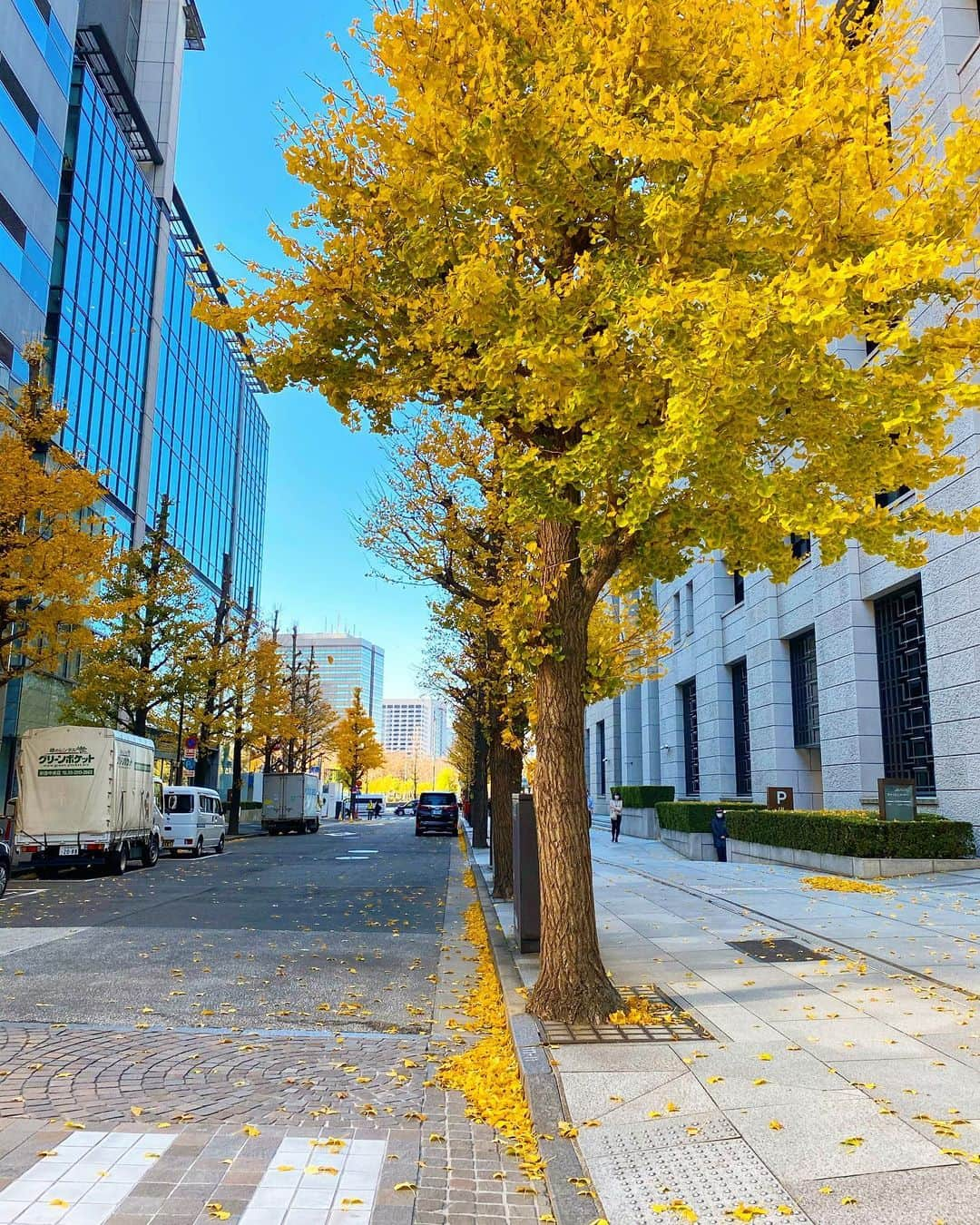 笠井信輔さんのインスタグラム写真 - (笠井信輔Instagram)「東京の朝の冷え込み強くなってきましたね  やっと、インフルエンザの予防接種を受けてきました  クリニック近くの銀座の銀杏並木が美しかった   寒さで落ち葉も増えています   そして、ようやくコロナの予防接種が来年2月に始まろうとしています   それまで、コロナにもインフルエンザにもかからないようにお互い気をつけましょう！  #インフルエンザ予防接種  #インフルエンザ  #笠井信輔」12月20日 18時52分 - shinsuke.kasai