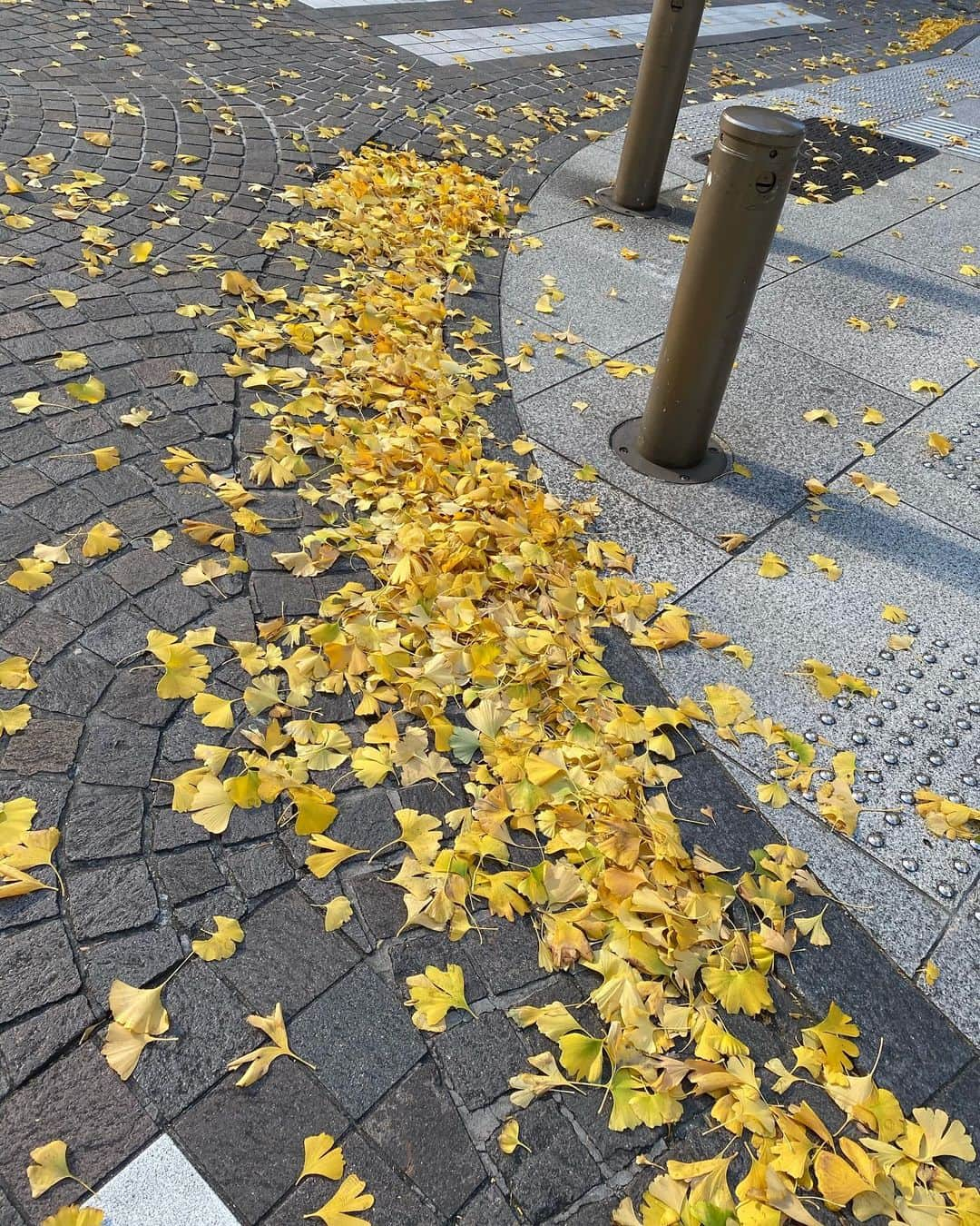 笠井信輔さんのインスタグラム写真 - (笠井信輔Instagram)「東京の朝の冷え込み強くなってきましたね  やっと、インフルエンザの予防接種を受けてきました  クリニック近くの銀座の銀杏並木が美しかった   寒さで落ち葉も増えています   そして、ようやくコロナの予防接種が来年2月に始まろうとしています   それまで、コロナにもインフルエンザにもかからないようにお互い気をつけましょう！  #インフルエンザ予防接種  #インフルエンザ  #笠井信輔」12月20日 18時52分 - shinsuke.kasai