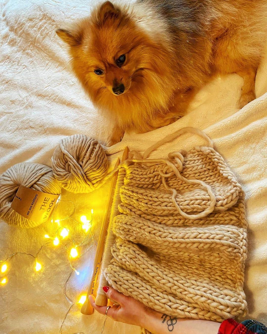 エリカ・ファサナのインスタグラム：「Lana, luci natalizie e una buona compagnia 🧶✨🐾 #weareknitters #WAKHolidays」