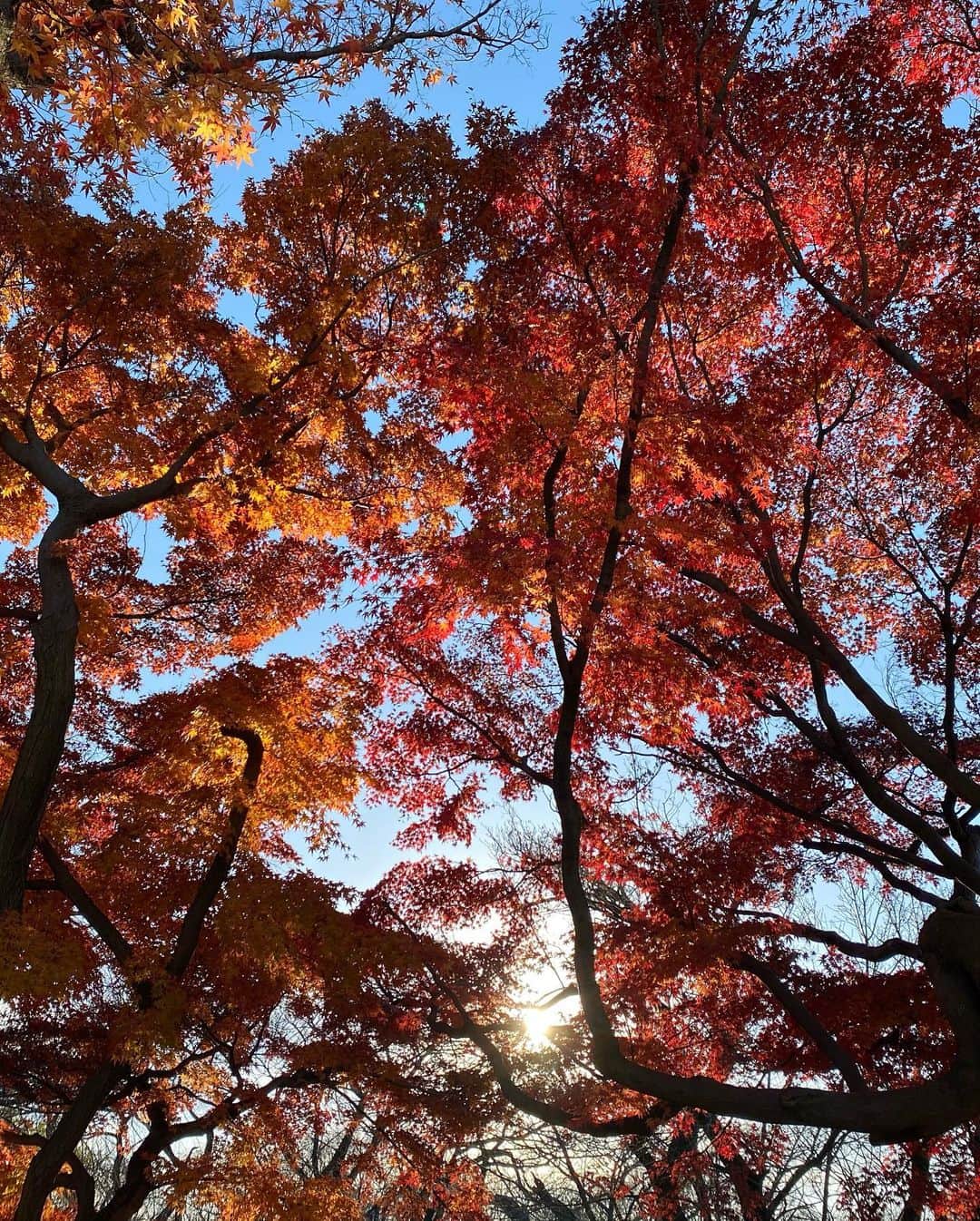 小川永子さんのインスタグラム写真 - (小川永子Instagram)「お山の紅葉が終わっても、都内の紅葉はまだまだ色付いていますよ🍁 真っ赤に色付いたトンネルに、みなさんシャッターをきっていましたが、どこを歩いても密ではなく、絶好の穴場スポットです！  #小石川植物園 #紅葉狩り #iphoto  #東京さんぽ #アナウンサー #一人旅  #tokyo  #photography」12月20日 17時25分 - hisak03