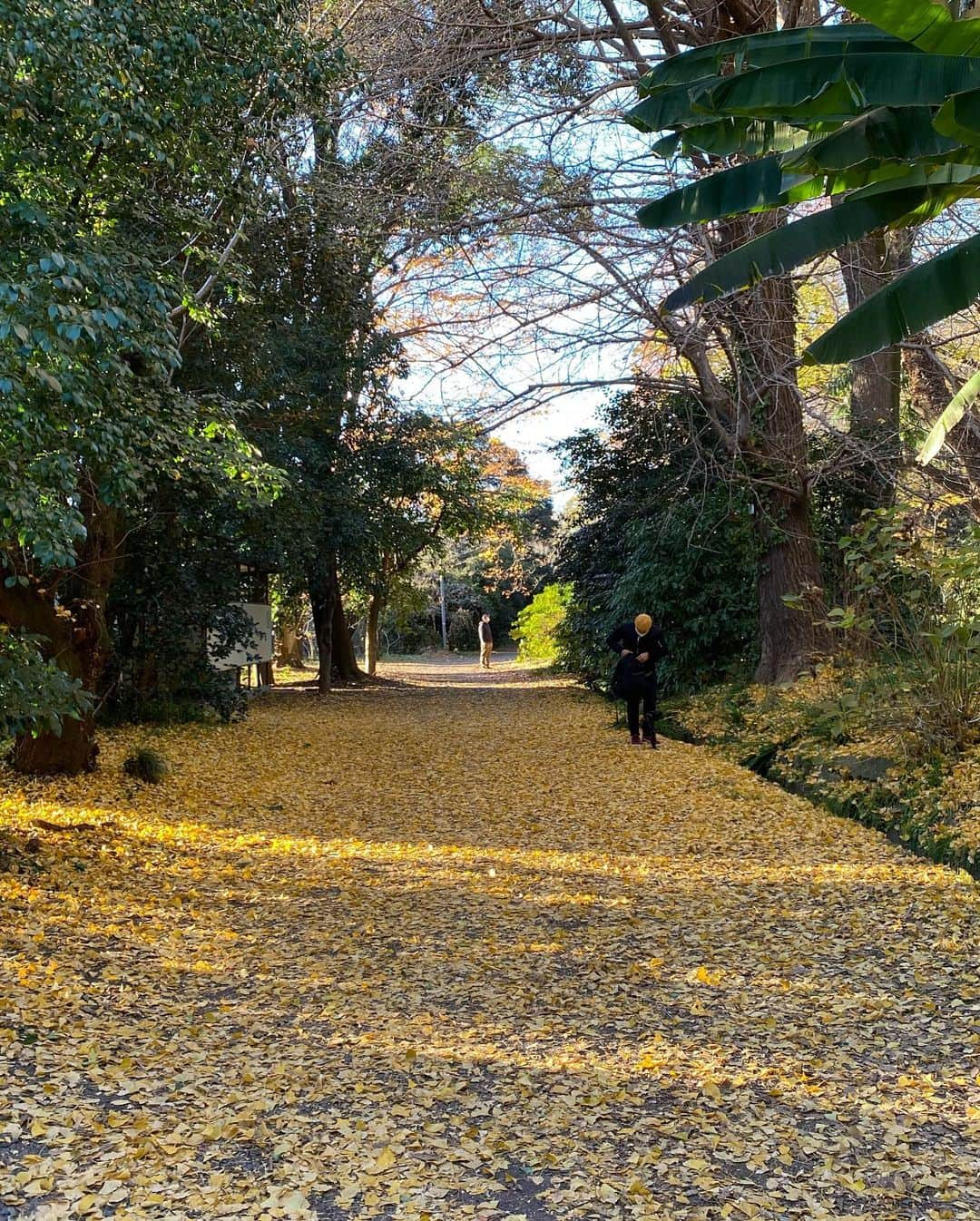 小川永子さんのインスタグラム写真 - (小川永子Instagram)「お山の紅葉が終わっても、都内の紅葉はまだまだ色付いていますよ🍁 真っ赤に色付いたトンネルに、みなさんシャッターをきっていましたが、どこを歩いても密ではなく、絶好の穴場スポットです！  #小石川植物園 #紅葉狩り #iphoto  #東京さんぽ #アナウンサー #一人旅  #tokyo  #photography」12月20日 17時25分 - hisak03