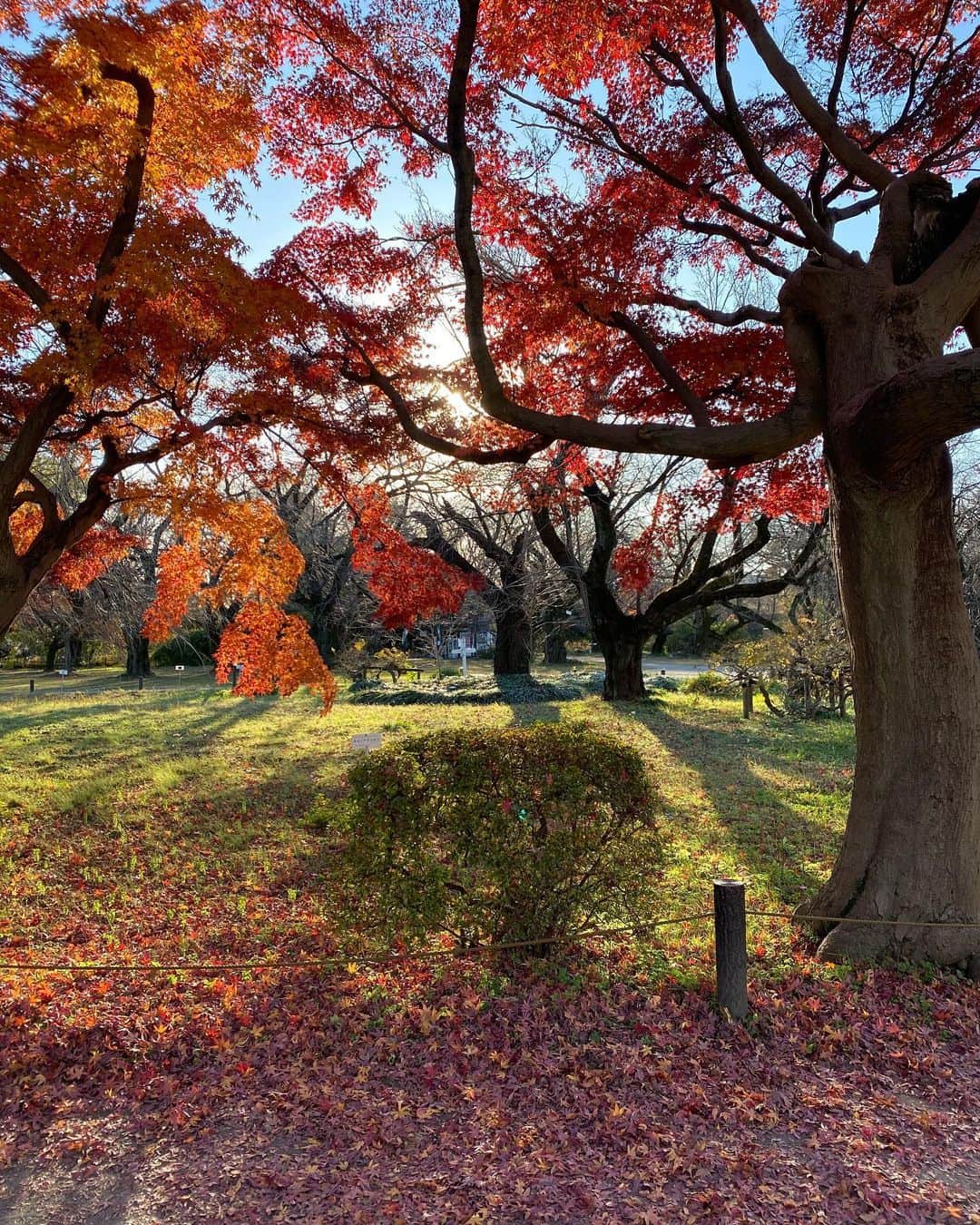 小川永子のインスタグラム：「お山の紅葉が終わっても、都内の紅葉はまだまだ色付いていますよ🍁 真っ赤に色付いたトンネルに、みなさんシャッターをきっていましたが、どこを歩いても密ではなく、絶好の穴場スポットです！  #小石川植物園 #紅葉狩り #iphoto  #東京さんぽ #アナウンサー #一人旅  #tokyo  #photography」