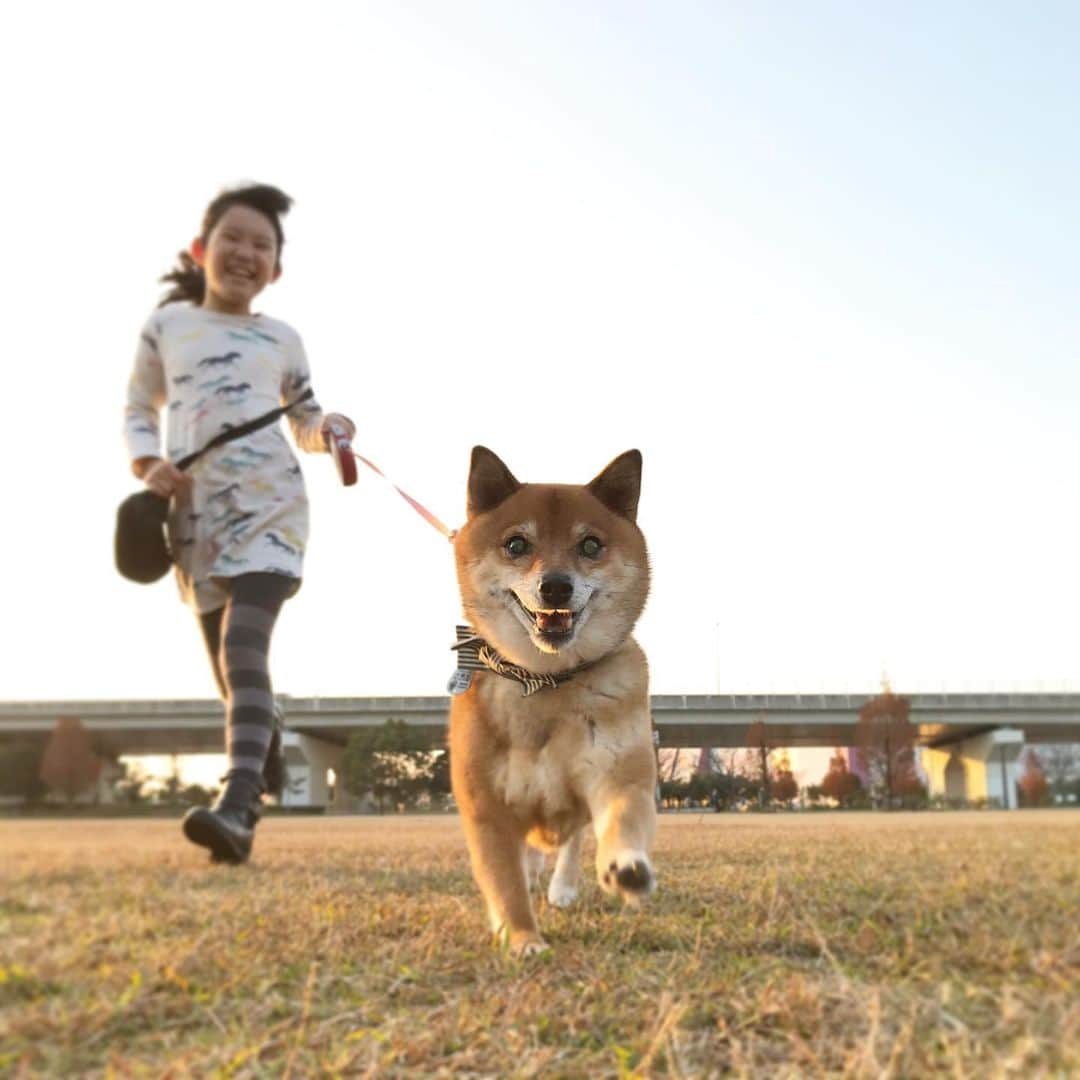 柴犬はなこ Shibainu Hanakoのインスタグラム