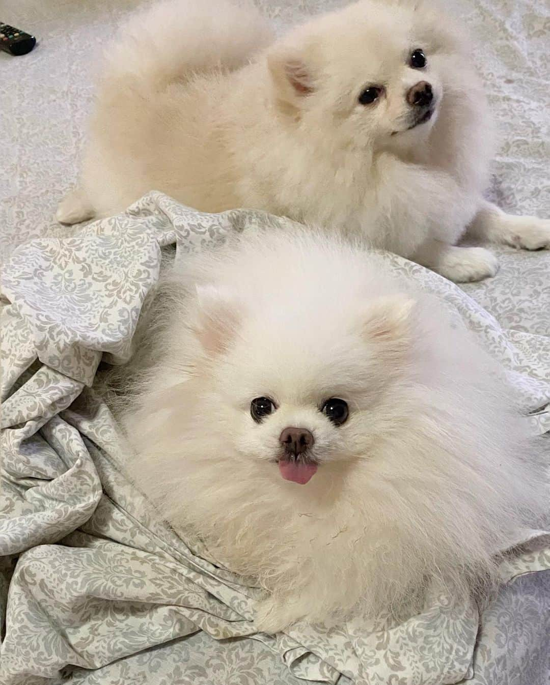 JEWELのインスタグラム：「What we do on Sundays 🥰🐶🥱 #pomeranian #weeklyfluff #fluffy #pomeranianpage #dogstagram #dogsofinstagram #dogofotheday #petstagram」