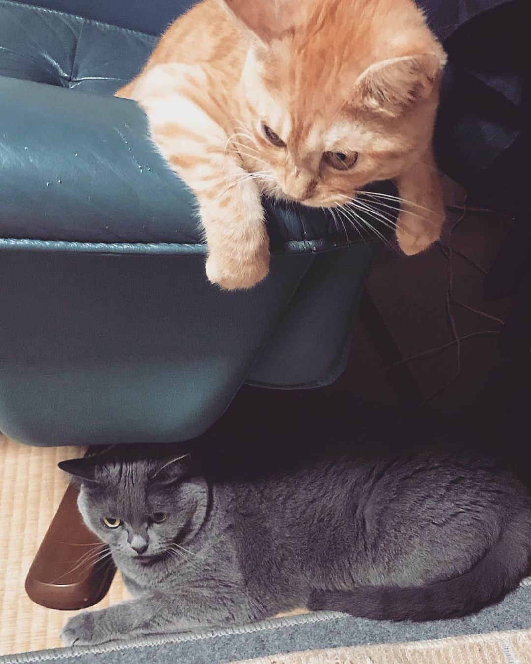 チキン南蛮カレーのルウ王子のグルメインスタ