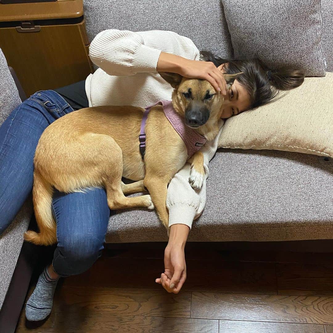 富田真紀子さんのインスタグラム写真 - (富田真紀子Instagram)「わたしはあなたの腕枕🥰🤫🙄 #ヒートテック丸見え  #いぬすたぐらむ  #いぬのきもち  #中型犬 #保護犬 #7」12月20日 17時46分 - makikotommy