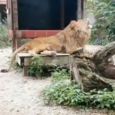 ヨアン・ベナルアンのインスタグラム：「🦁⚽️」