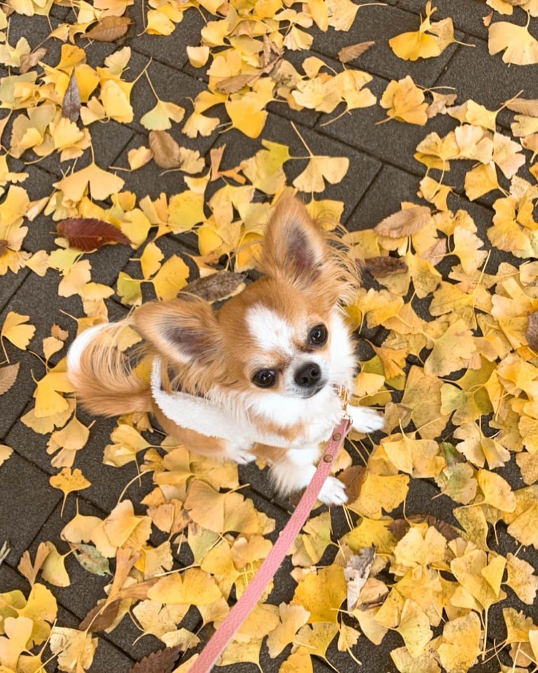 朝岡実嶺のインスタグラム：「落ち葉と雫 🍂🍂🍂🐶🐶🐶  Fallen leaves and Shizuku.  #チワワ #わんこ #落ち葉  #chihuahua  #fallenleaves  #chihuahuasofinstagram  #doggy #dogstagram」