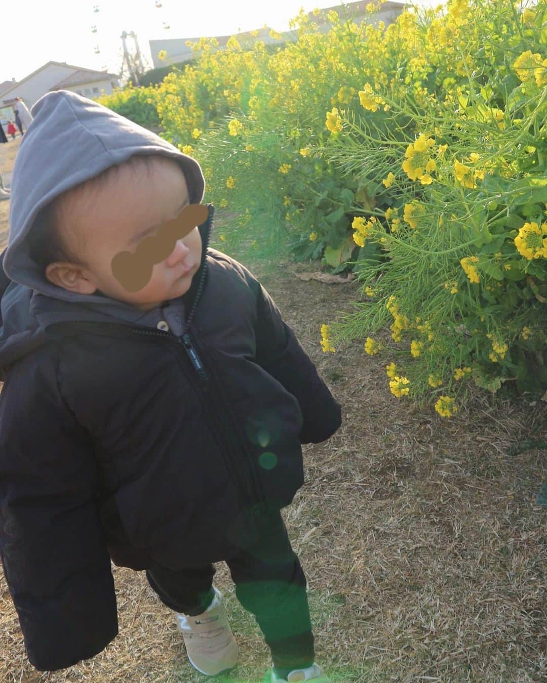 佐野真依子さんのインスタグラム写真 - (佐野真依子Instagram)「妊婦の時に遊びに来た時は ひまわり畑🌻だったお花畑が 冬は菜の花畑になっていた🌿 黄色くってかわいい💛 すっかり上手に歩けるようになって お出かけが楽しそうな息子🌻」12月20日 18時33分 - sanomaisanomai