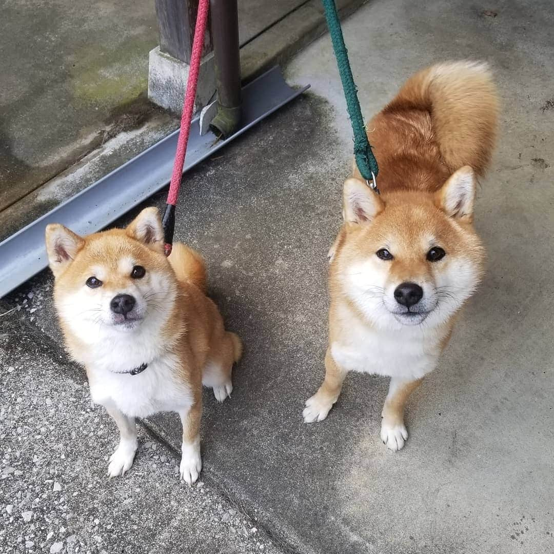 柴犬たま Shibainu Tamaのインスタグラム